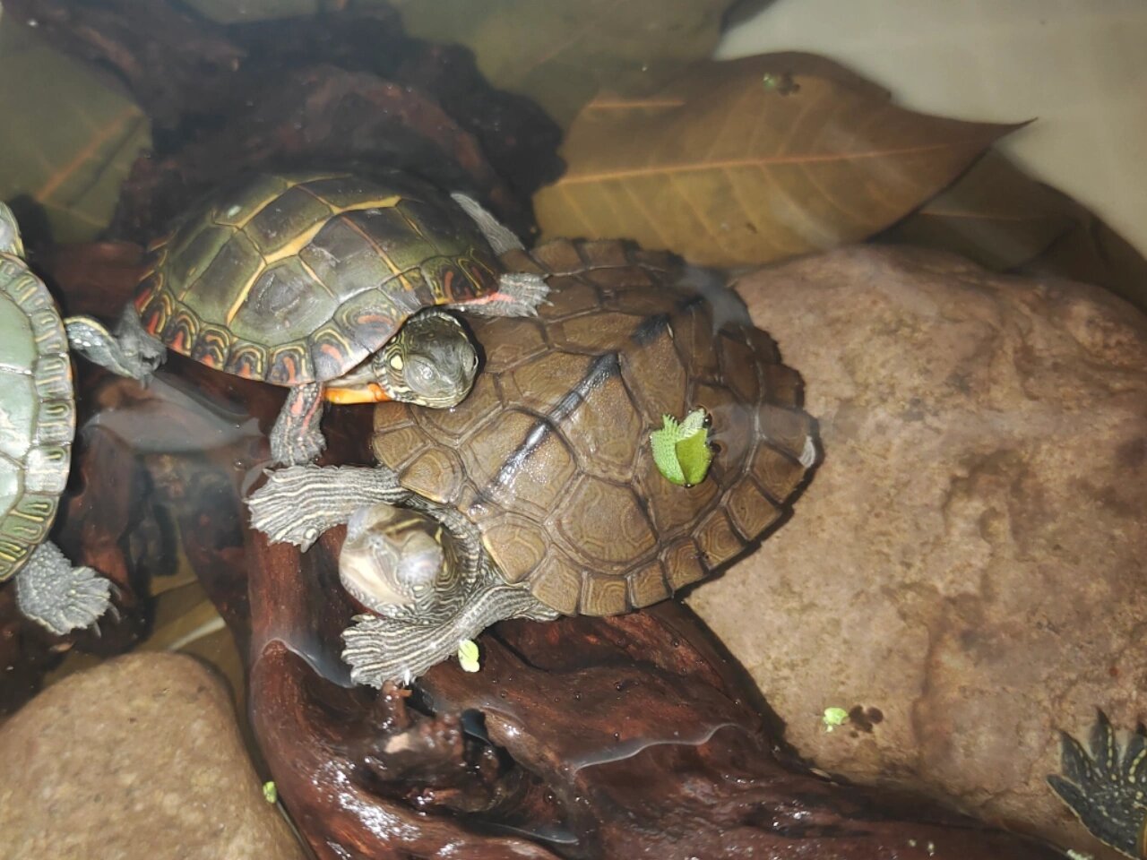 【养龟日记】睁一只眼闭一只眼龟? 就不知道它是在睡觉还是没在睡觉了