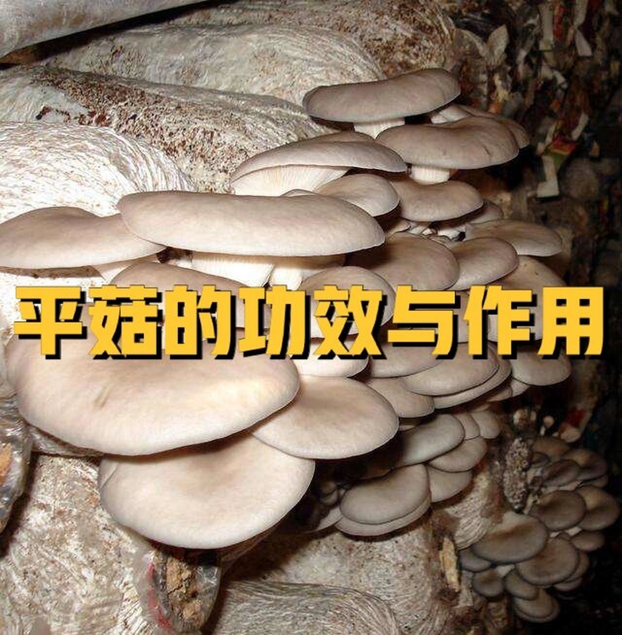 平菇的功效图片