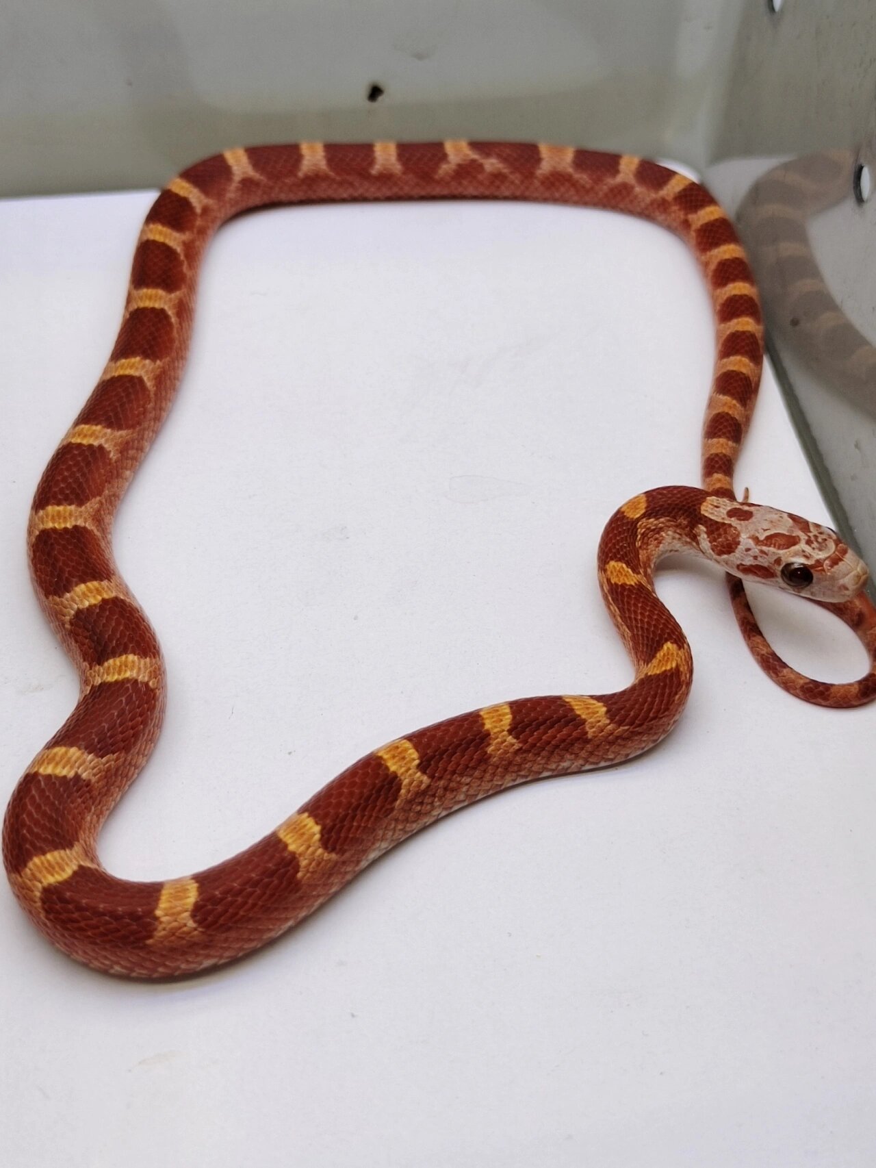 玉米蛇 淡黑血红玉米蛇大苗 越长大越红系列