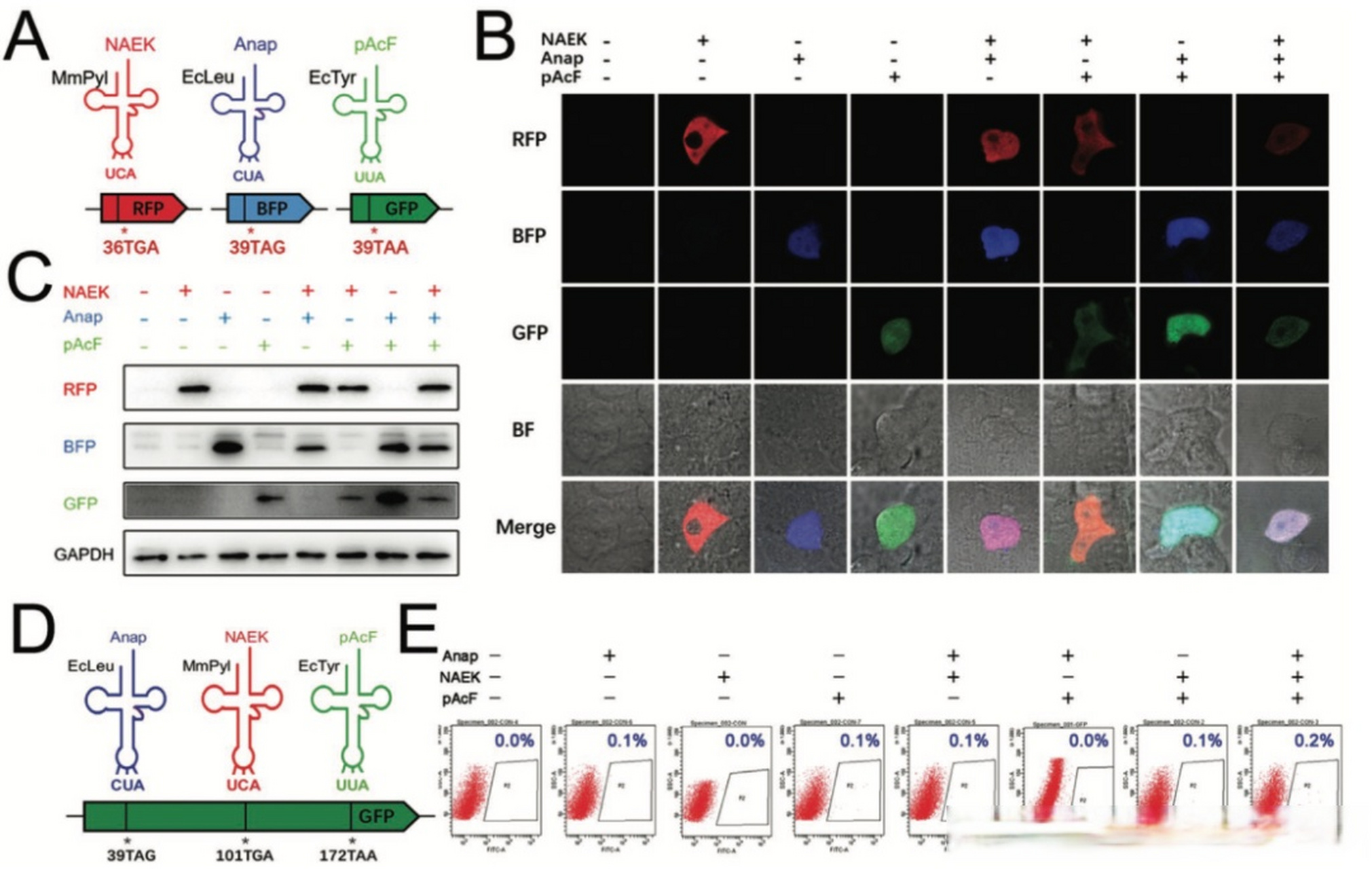 【专访北大夏青:用非天然氨基酸和碱基建构"全新世界",突破#合成生物