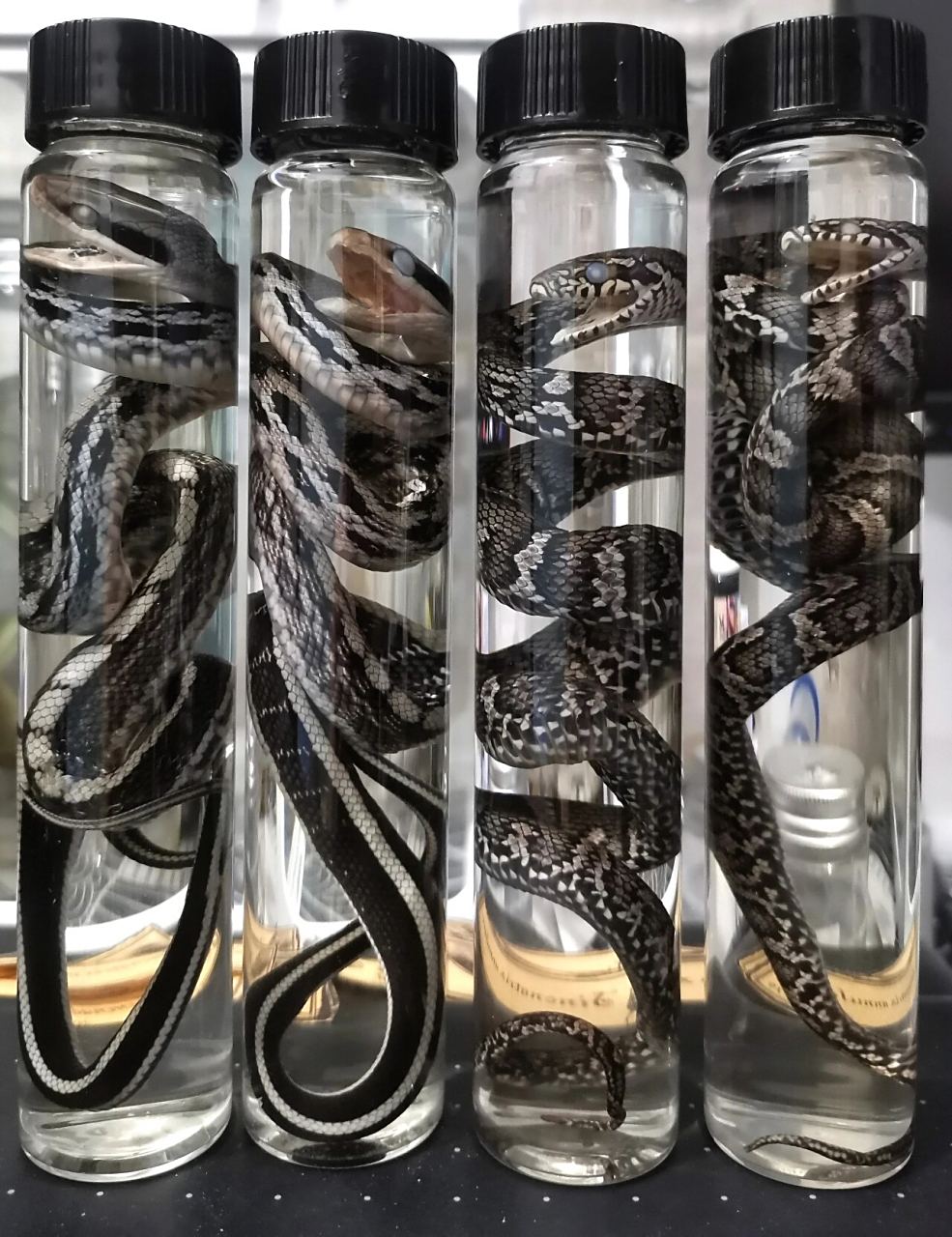 帅气小蛇浸制标本 越南黑眉锦蛇,棕黑锦蛇 浸制标本,玩家损耗素材