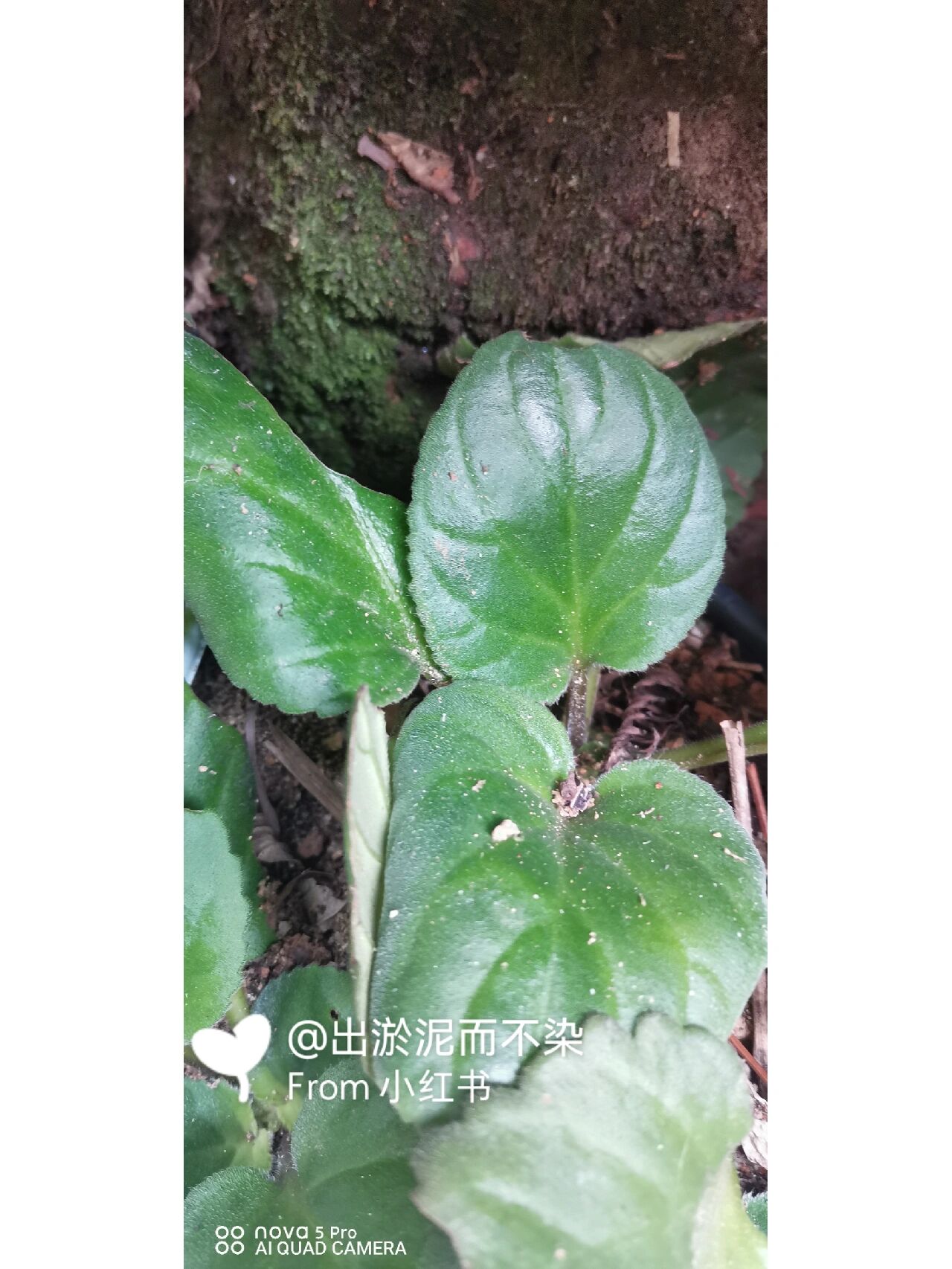 蚂蝗七,非常好的一种药材 【功效主治】: ①《广西药植名录》:"内用