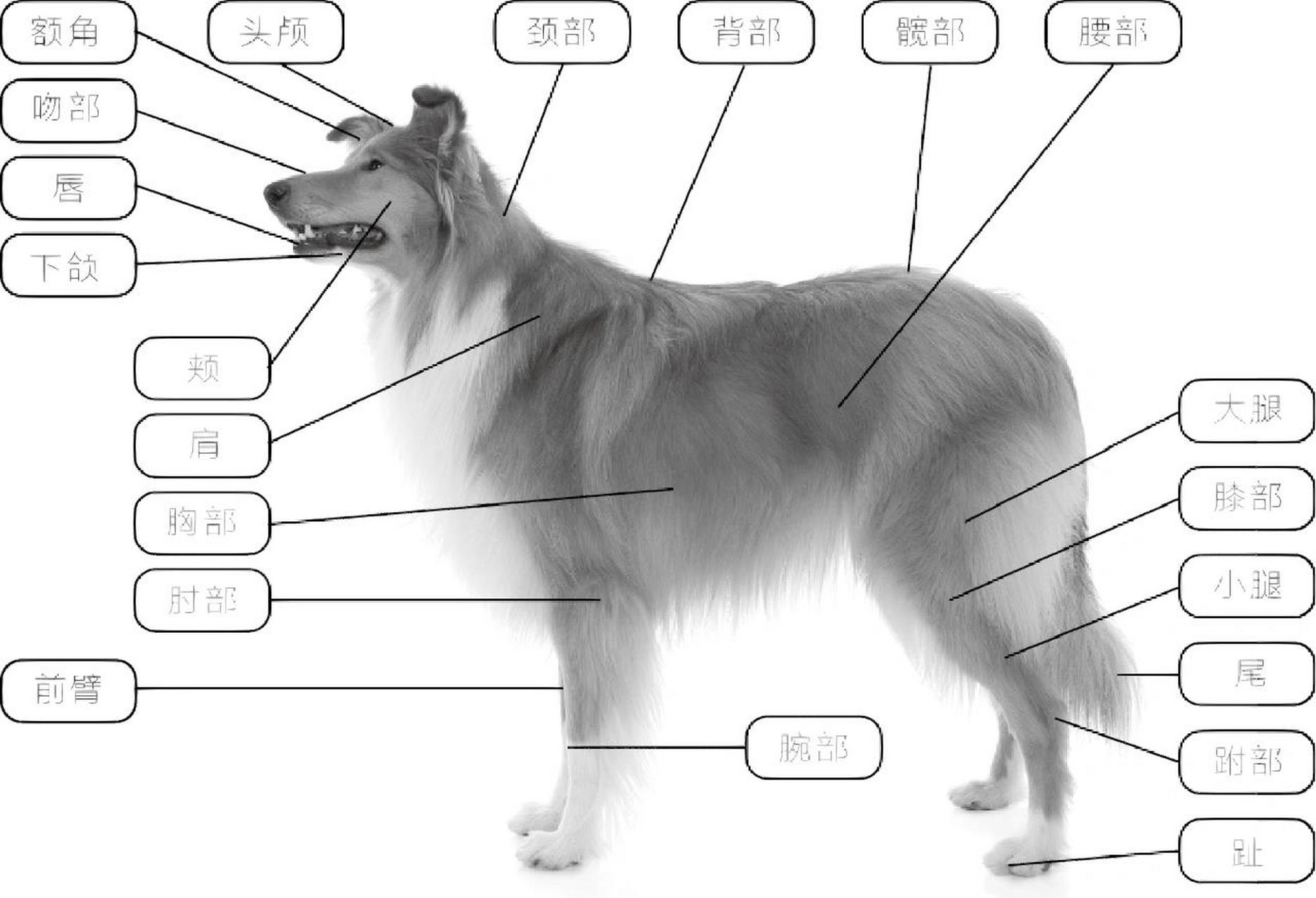 狗狗身体构造及各部位 犬的身体结构与它的祖先——原古灰狼的构造