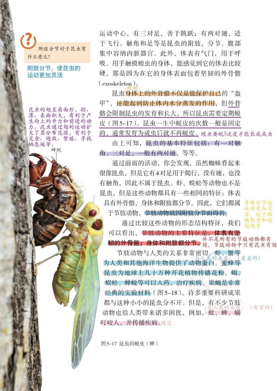 🐙人教八上生物|第一章 第三节🪲 软体动物的主要特征: 身体柔软