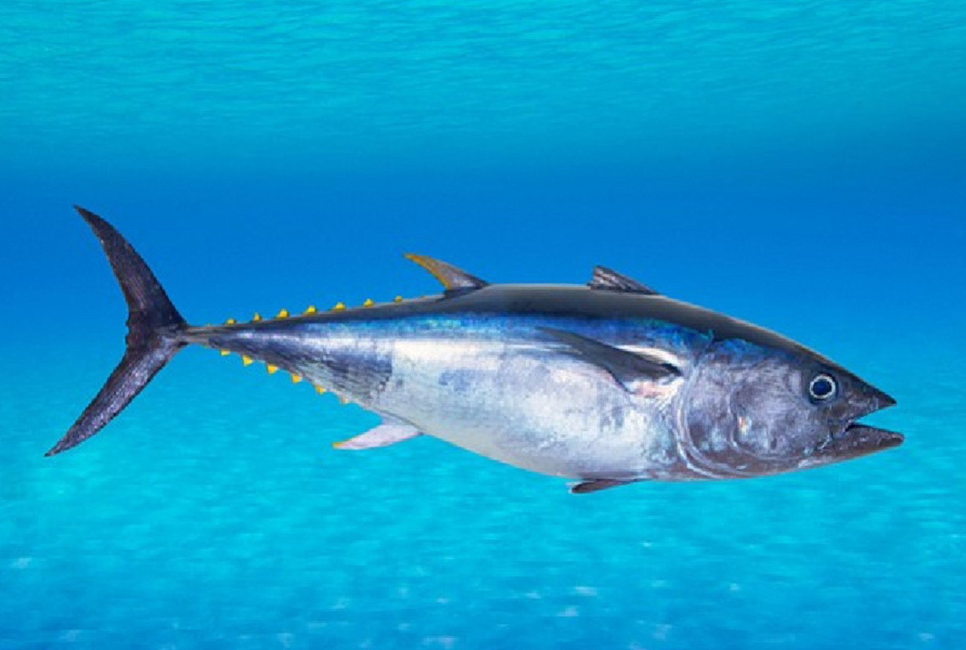 鲔(wěi)金枪鱼 マグロ  吞拿鱼 大西洋蓝鳍金枪鱼是金枪鱼家族中的最