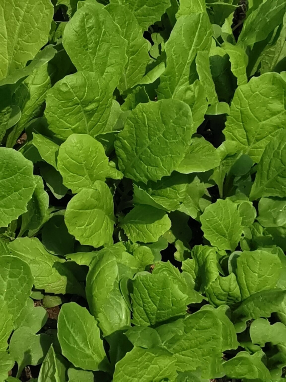 种植日记12—小白菜 春播的小白菜长势极佳,播种过密,记得儿时白菜都