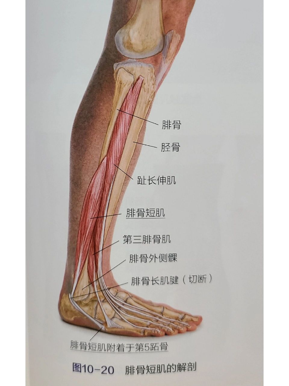 第三腓骨肌图片