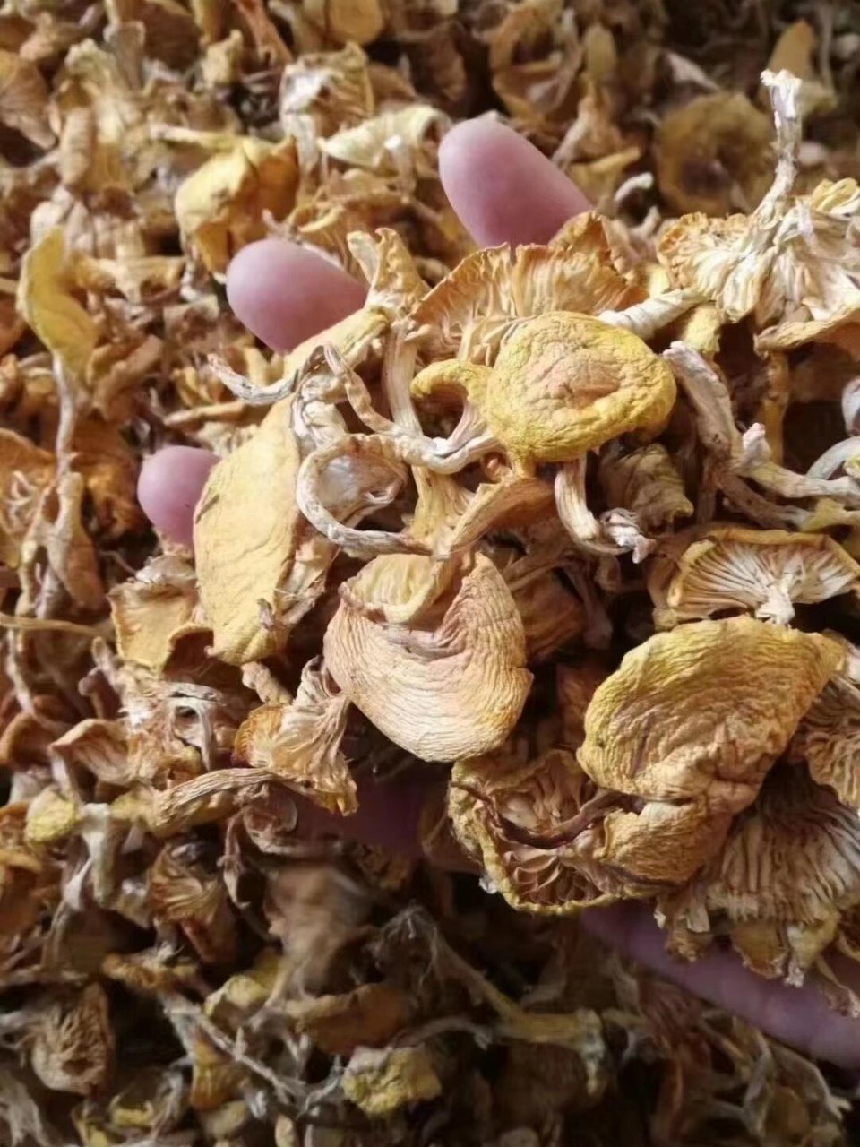 野生小黄蘑 野生小黄蘑～～天下第一鲜大山里的美味,人工采摘,自然