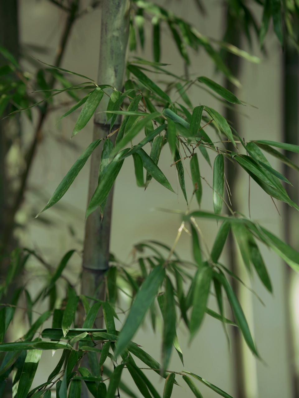 竹叶安能醉我心 | 园林之竹 梅花差可强人意,竹叶