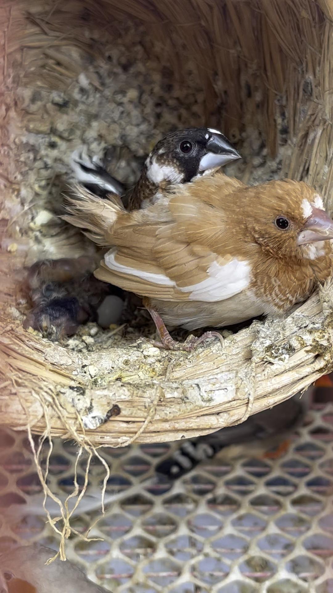 家养保姆鸟又称十姐妹喜欢群居的小鸟