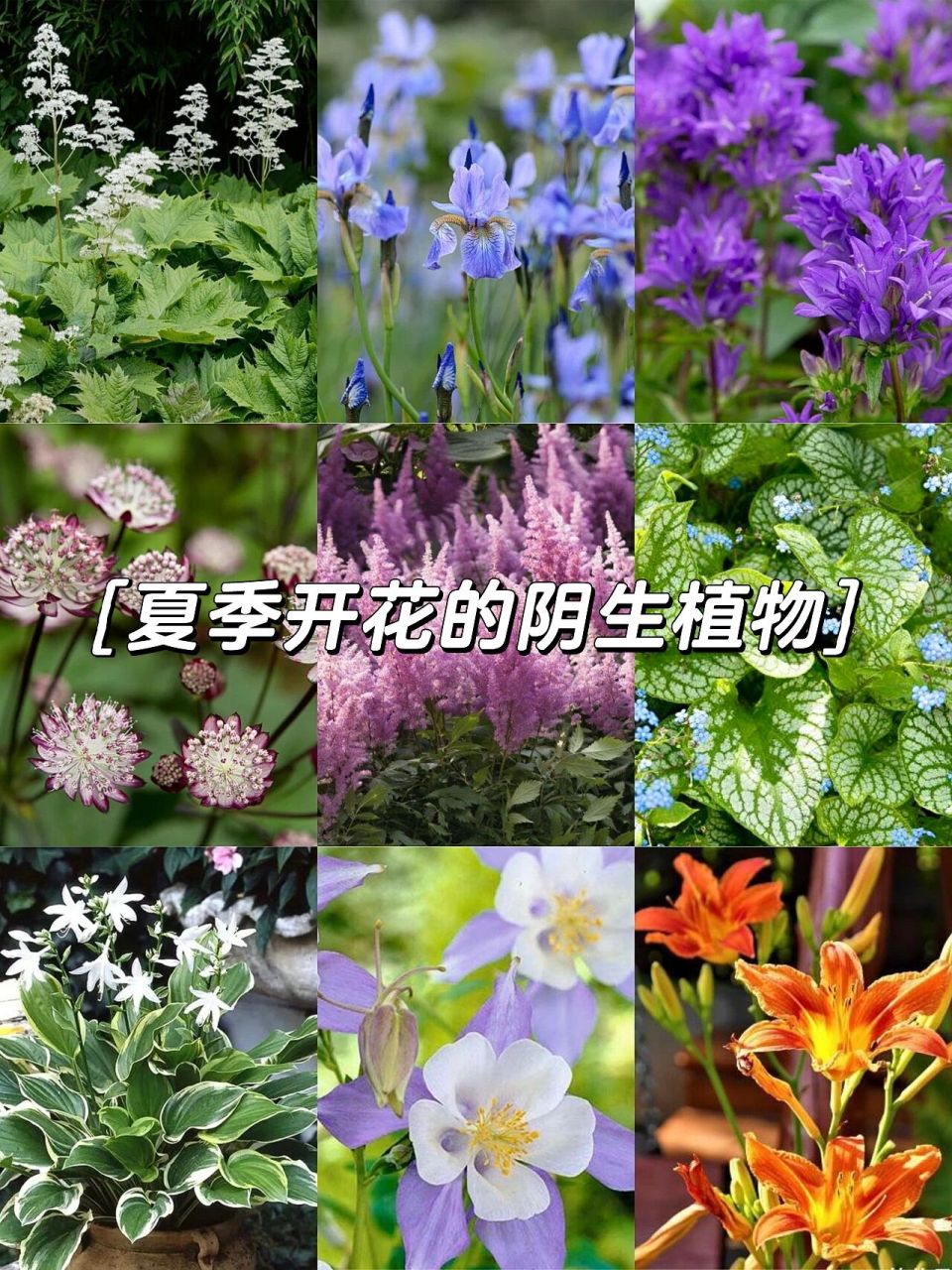 强阴性花卉图片