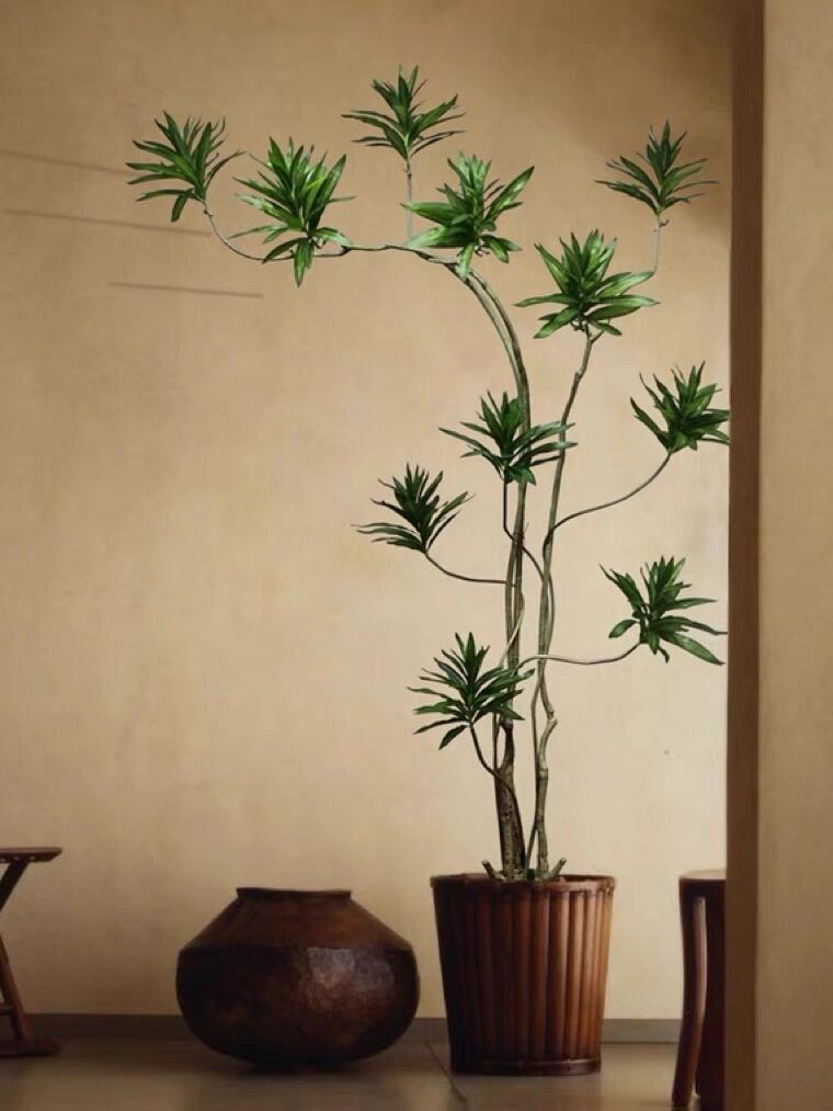 为龙舌兰科,龙血树属多年生常绿灌木或小乔木.