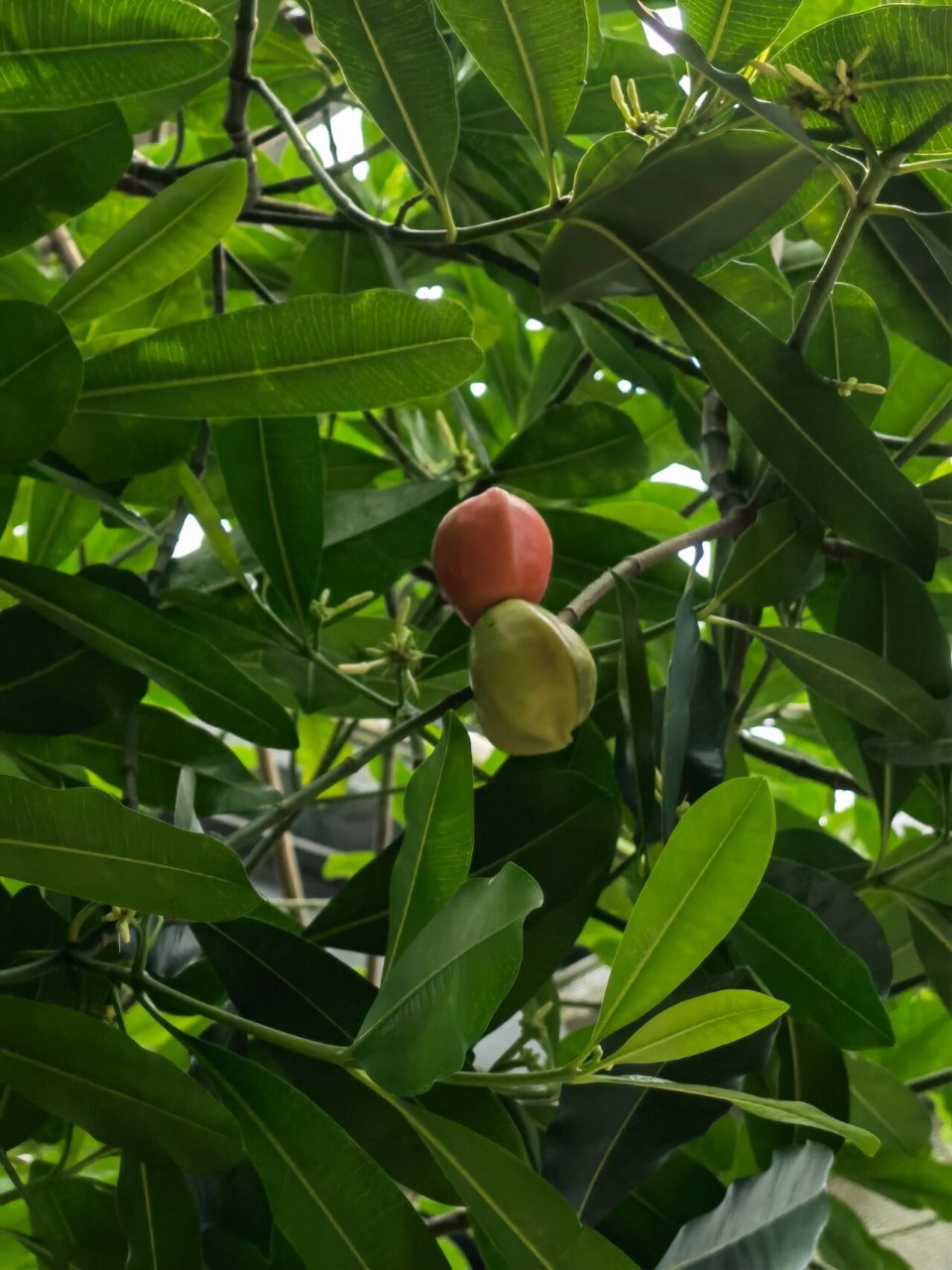 喜欢94,欣赏94-古城玫瑰树9595 古城玫瑰树 又名红玫瑰木