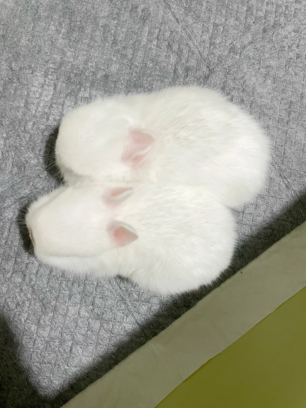 侏儒兔|进口血统纯白色