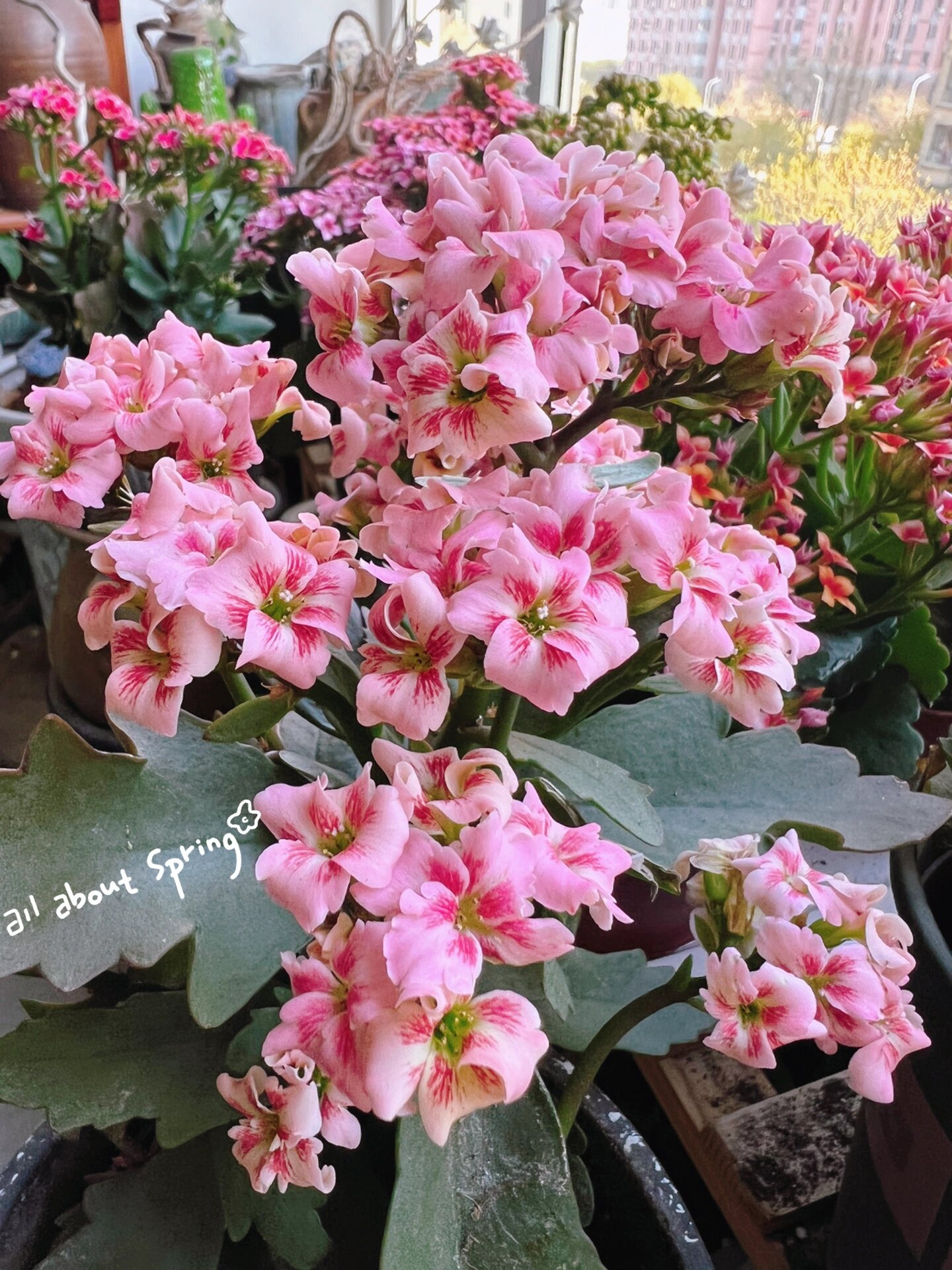 单瓣长寿花之—-爱丽丝—百合