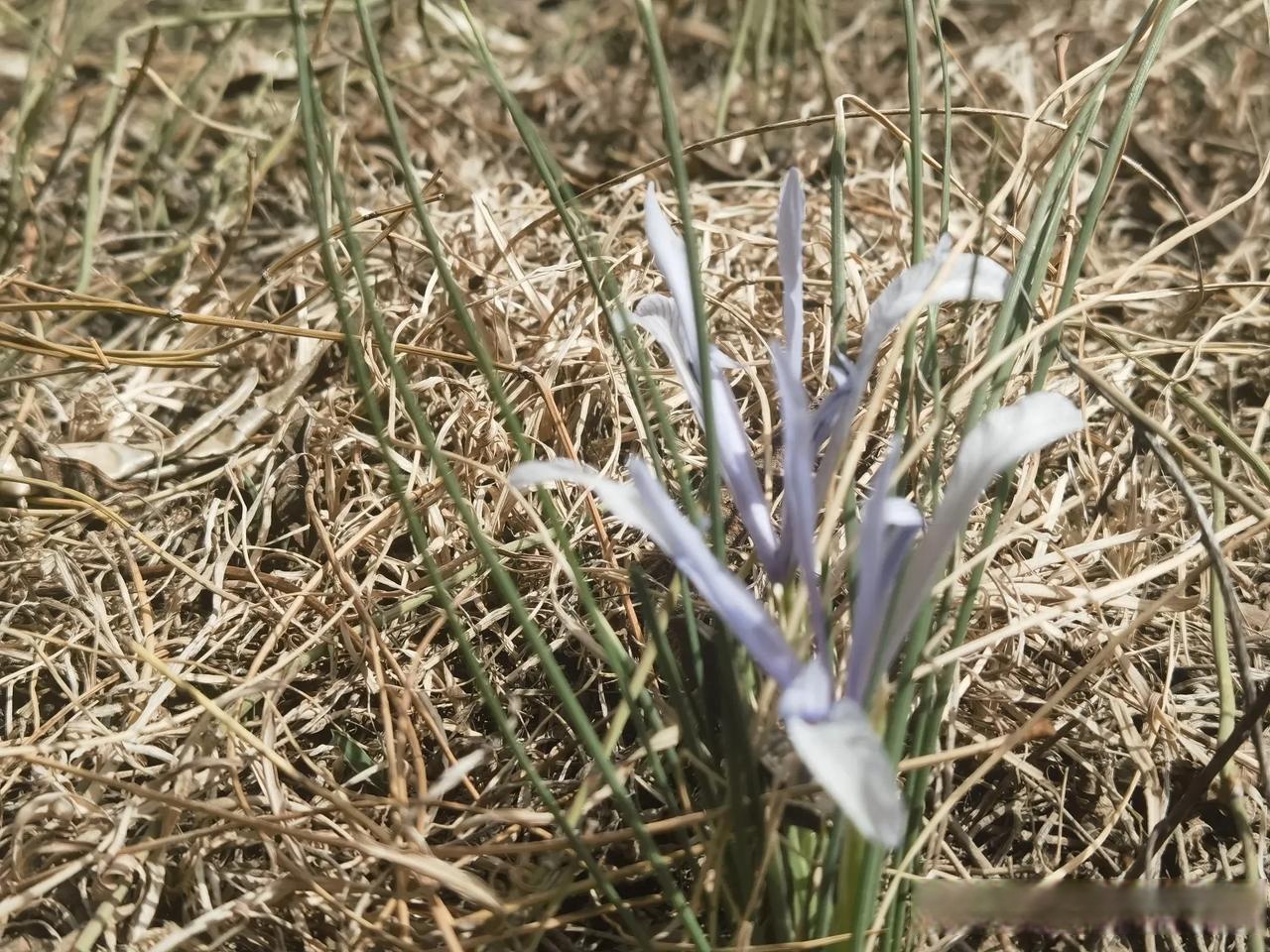 我在野外发现了这种兰花,不,是蓝色的花,叶子就像沙葱的,长在向阳的