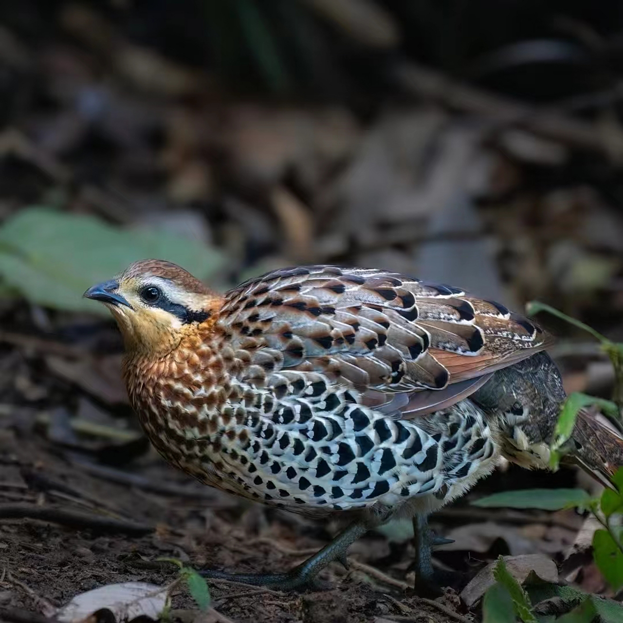 竹鸡图片大全大图 今日分享99 竹鸡94野生动物还是比家鸡好看,也