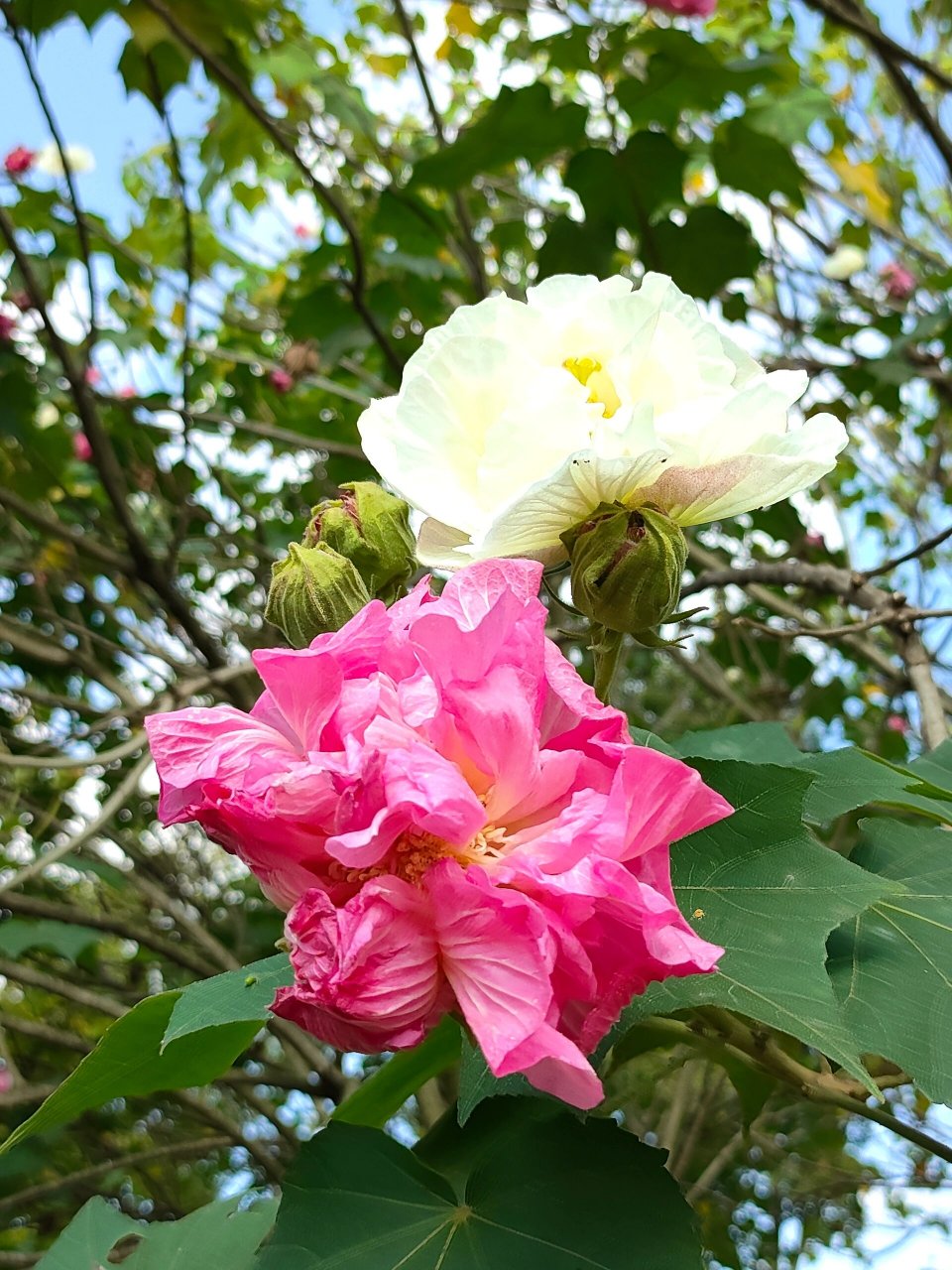成都市的市花 突然觉得阳光下的芙蓉花好美