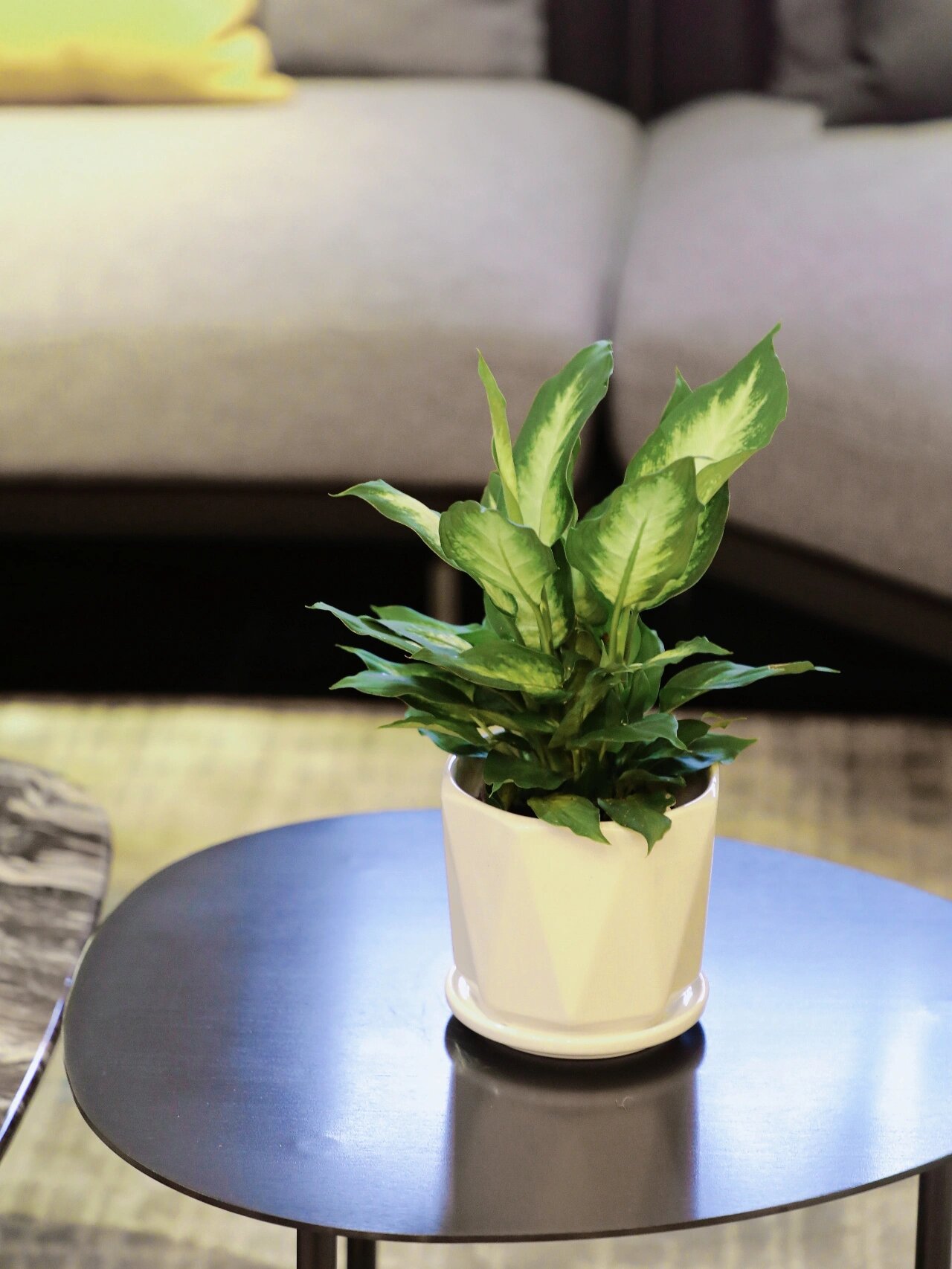 粉黛万年青,干净清爽的室内绿植