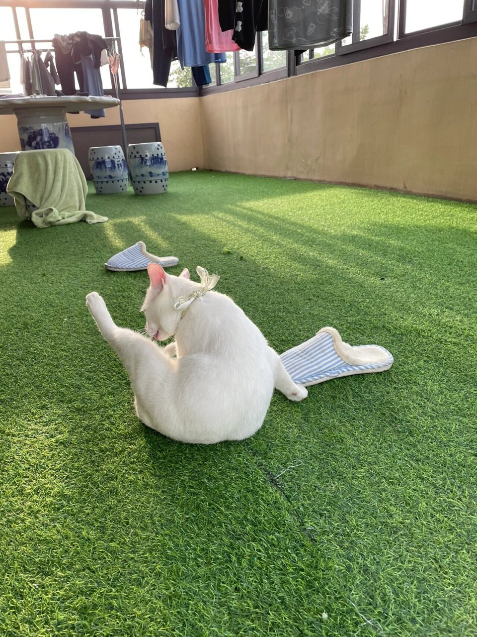 猫和老鼠里面那只美丽的白猫 猫咪名字叫小米渣 品种:中国的狸猫(只是