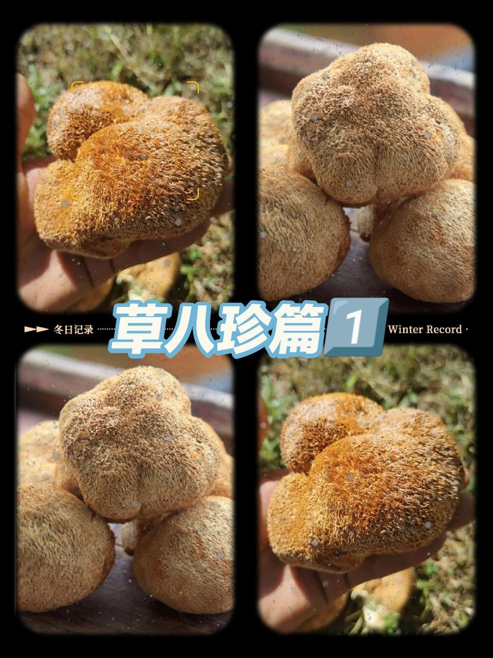 猴菇菌,形似猴头的白胖子--草八珍篇11566 猴头菇是齿菌科,猴头菇