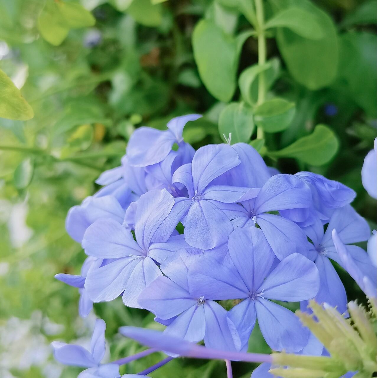 蓝雪花花语图片