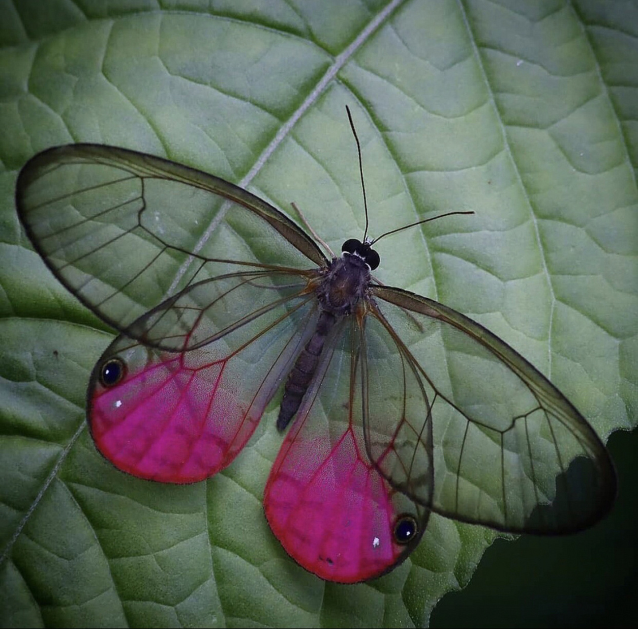 玫瑰水晶眼蝶幼虫图片图片