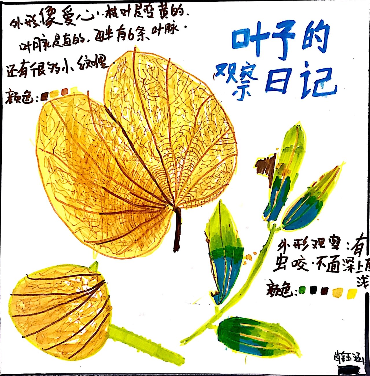 叶子的观察日记701594 94秋天来了,来一波94叶子的观察日记
