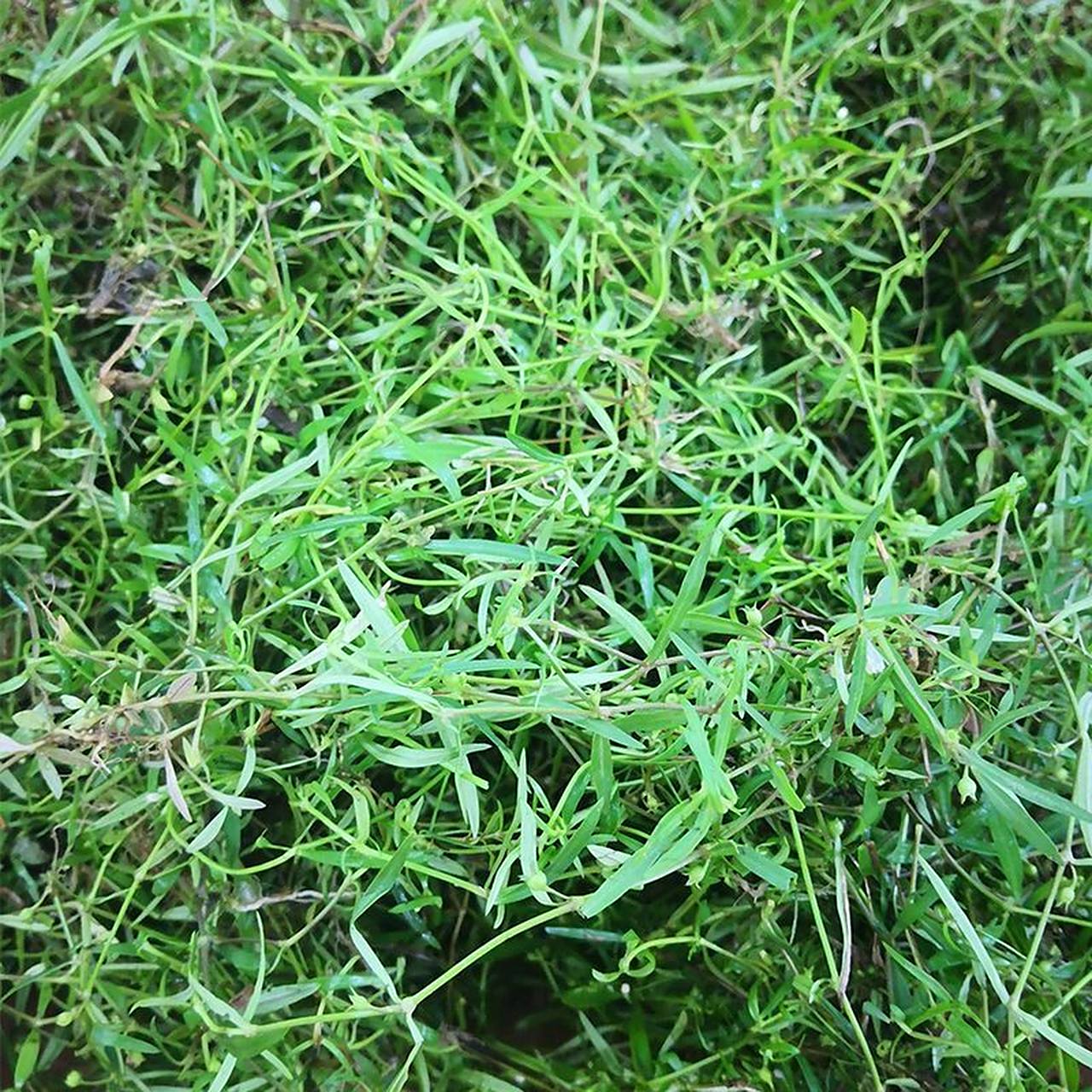 白花蛇舌草91清热解毒,利湿通淋 白花蛇舌草 95功效与作用 清热