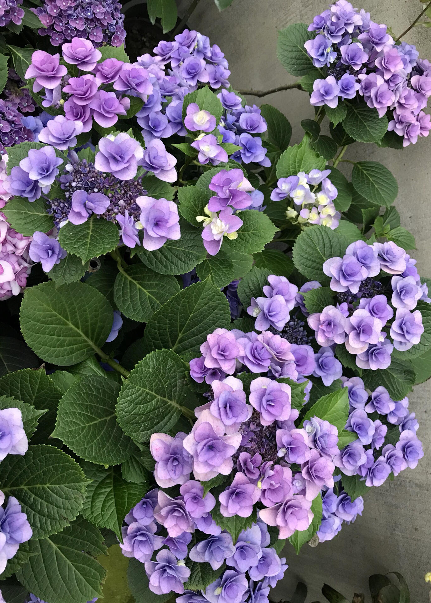 我的绣球系列——妖精之瞳 又是一款秃子绣球,单花期超级长.