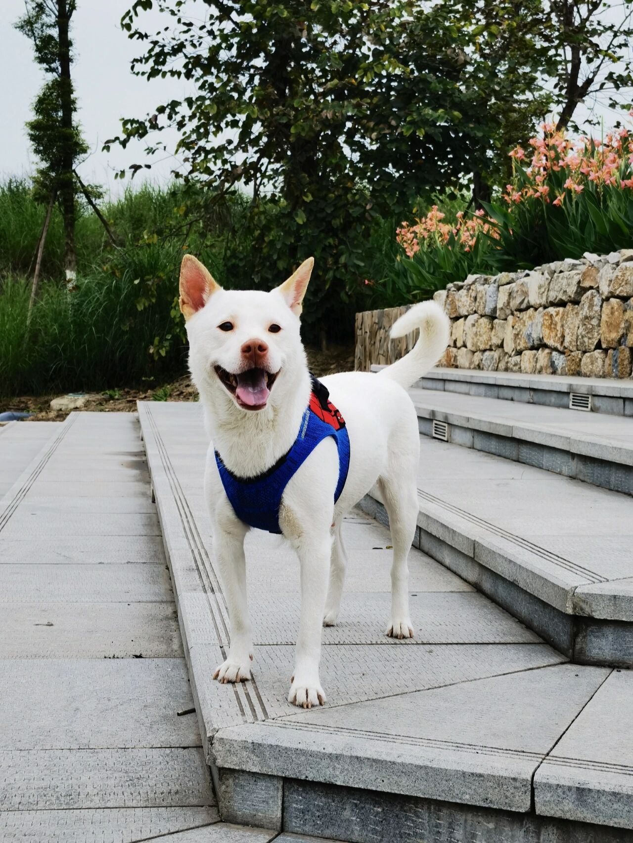 短毛下司猎犬好狗图片图片