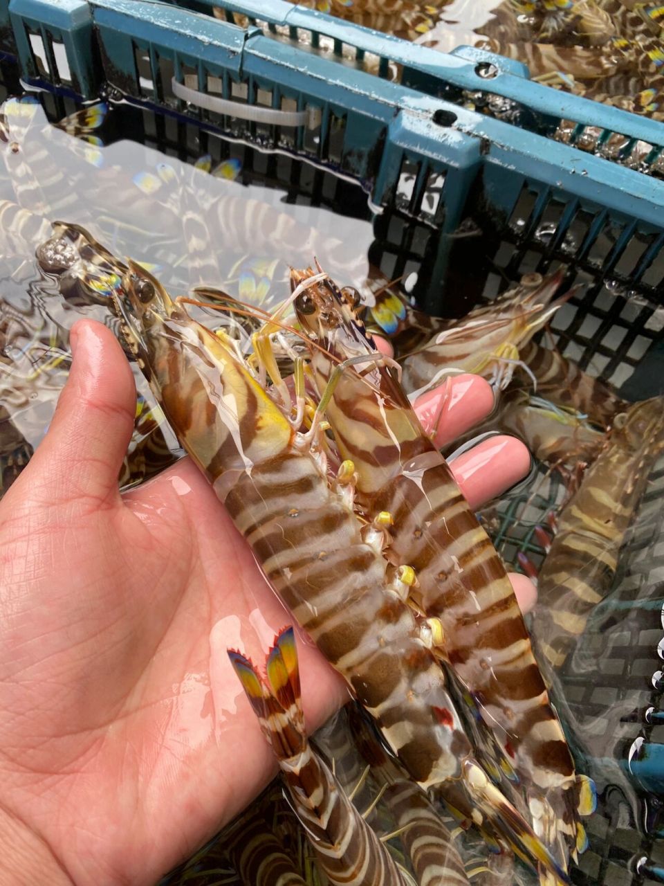 班节虾,也叫花虾,竹节虾丶地方不同叫法也不一样.