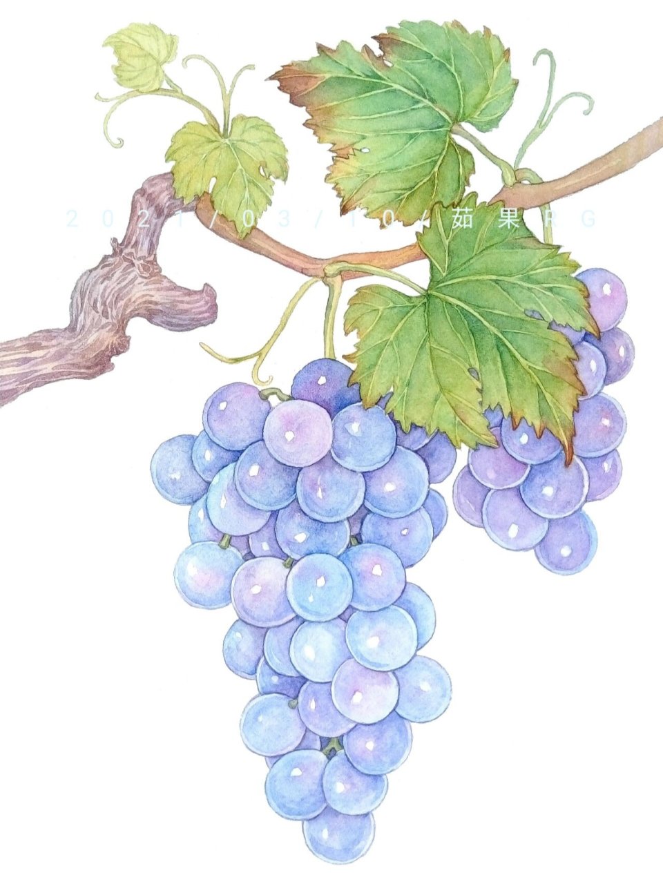 原创|水彩——葡萄🍇 据说葡萄是世界最古老的果树树种之一