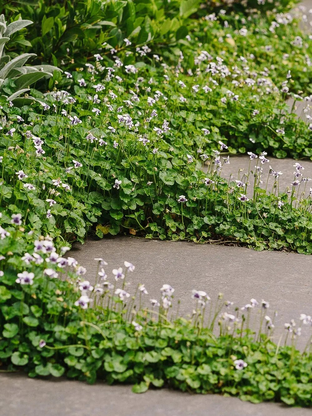 超长花期 熊猫堇 熊猫堇(viola banksii)是一种多年生宿根草本植物