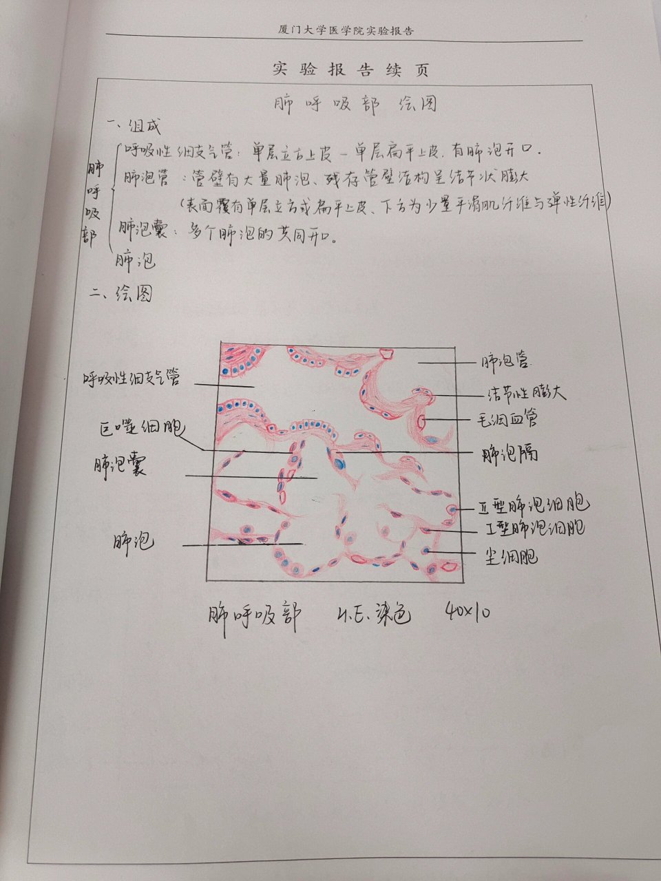 胸腺小体红蓝绘图图片