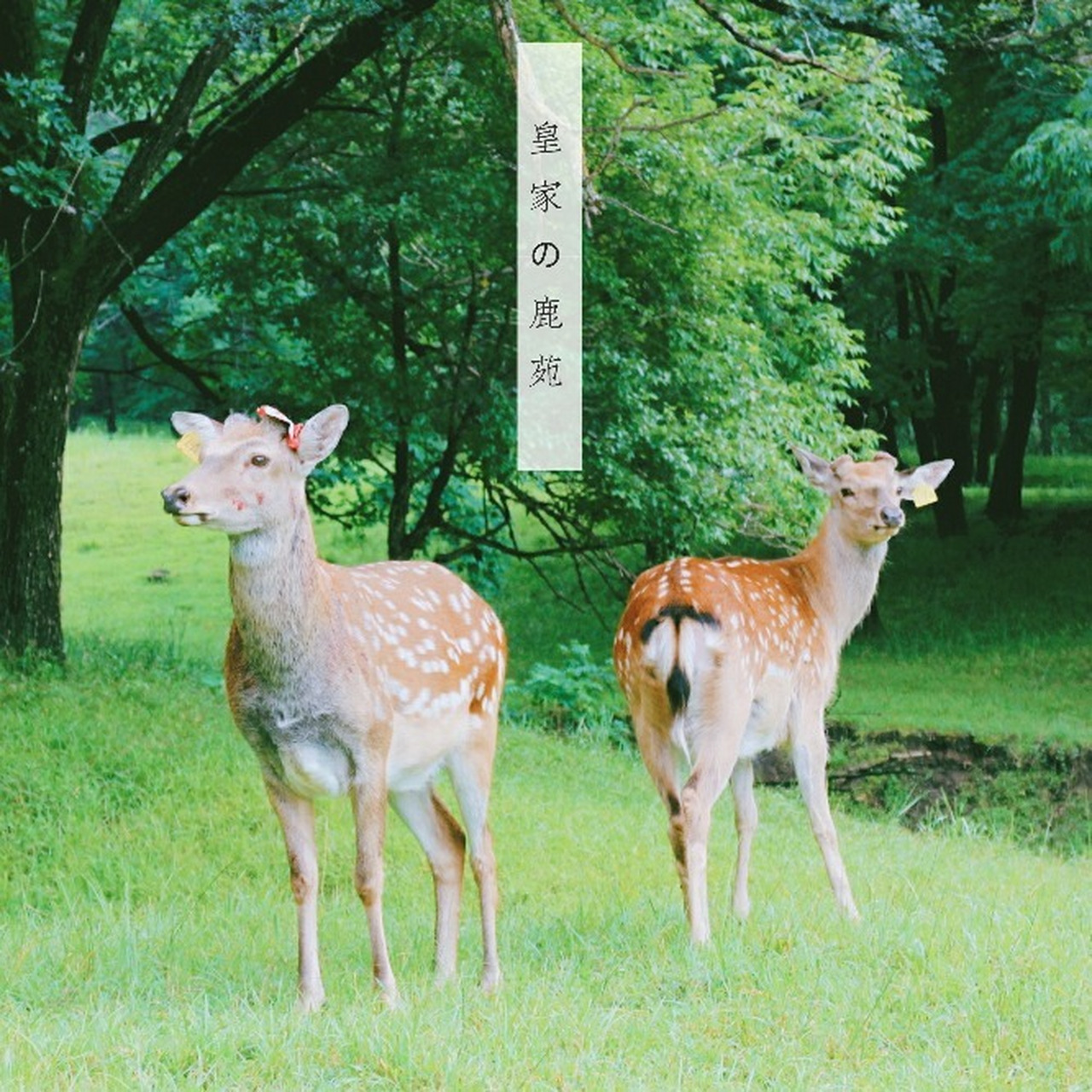 哈尔滨#日本有奈良,东北有平山皇家鹿苑 94平山皇家鹿苑位于哈尔滨