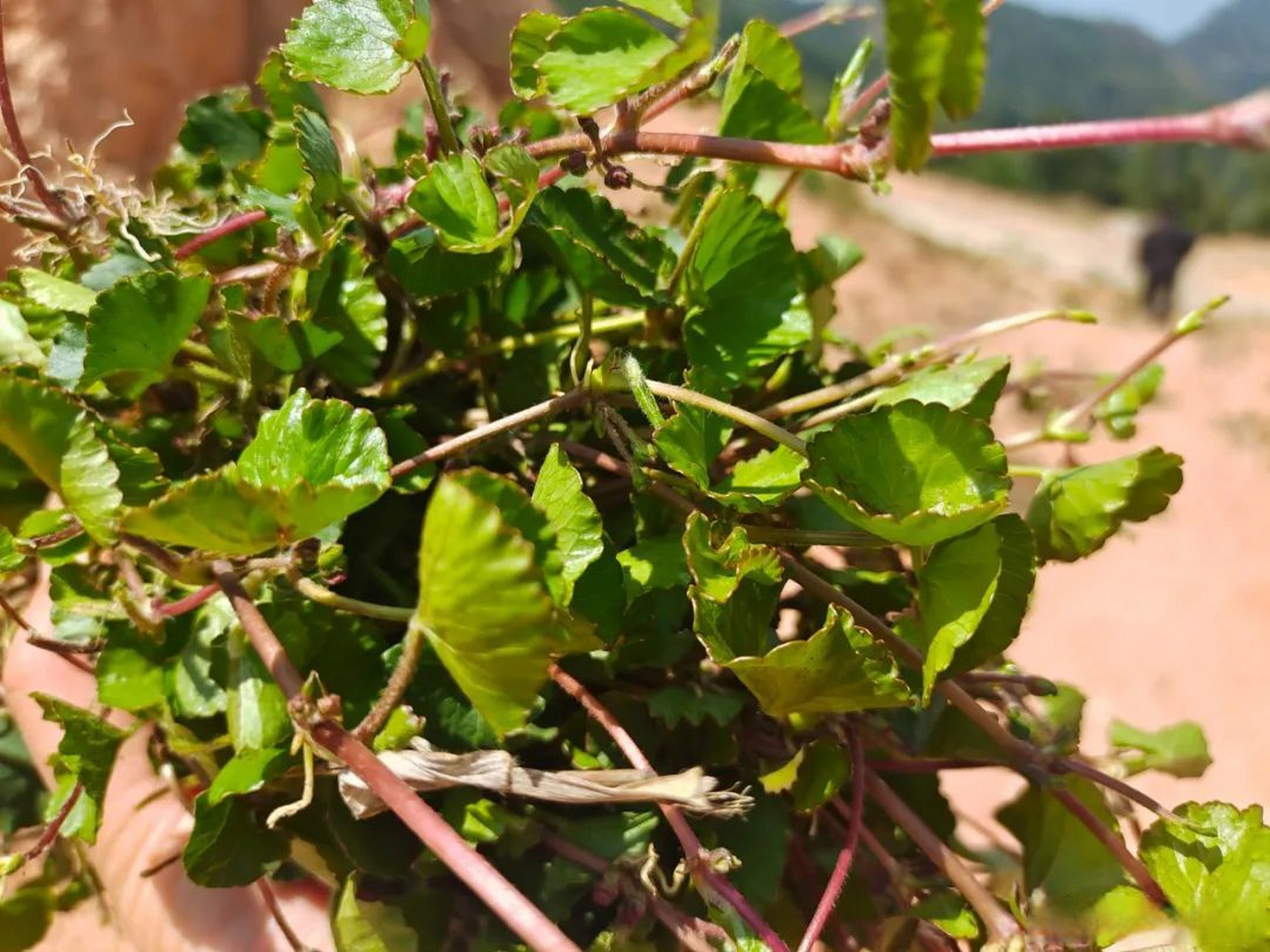 保山旅行[超话] 马蹄菜在龙陵是比较常见的植物,生长在马路边,水沟边