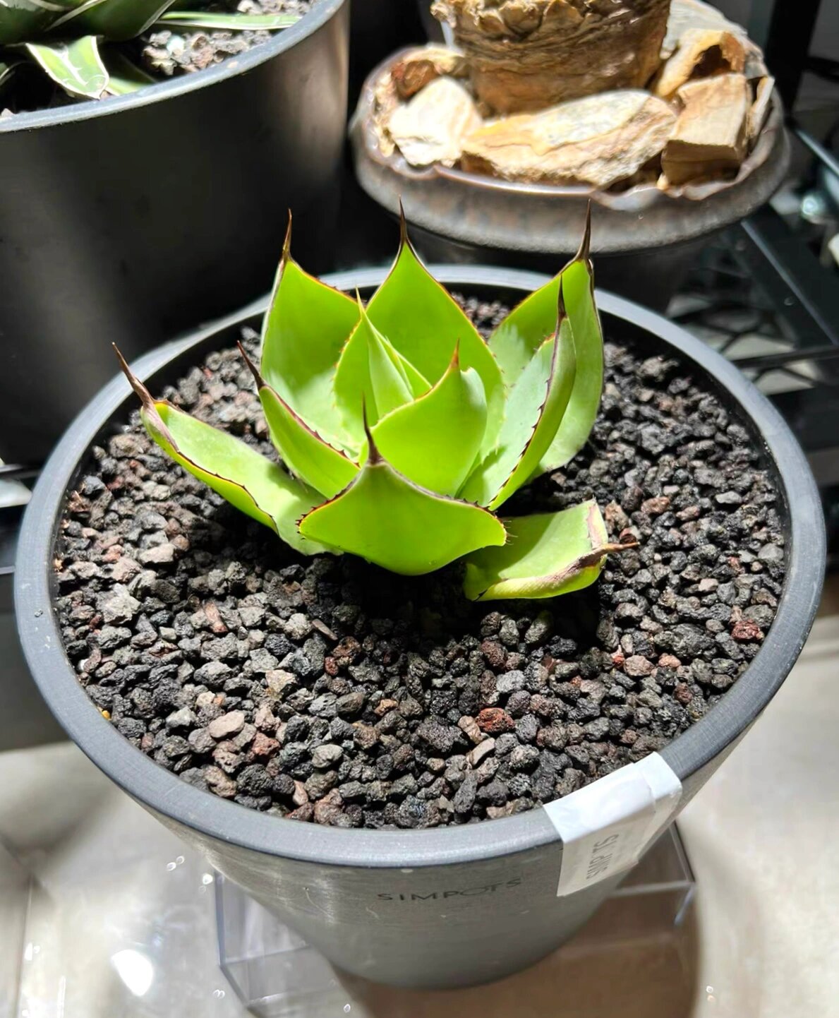 龙舌兰绿荷ucb 绿荷这个品种绝对是龙圈中的一股清流,它没有狂野的刺