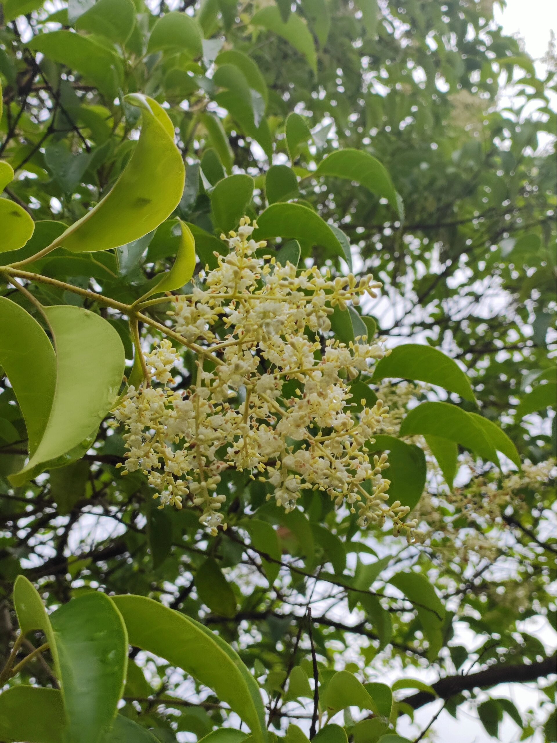温带接近完美的常绿行道树之一——女贞 又到了女贞开花的季节,空气中