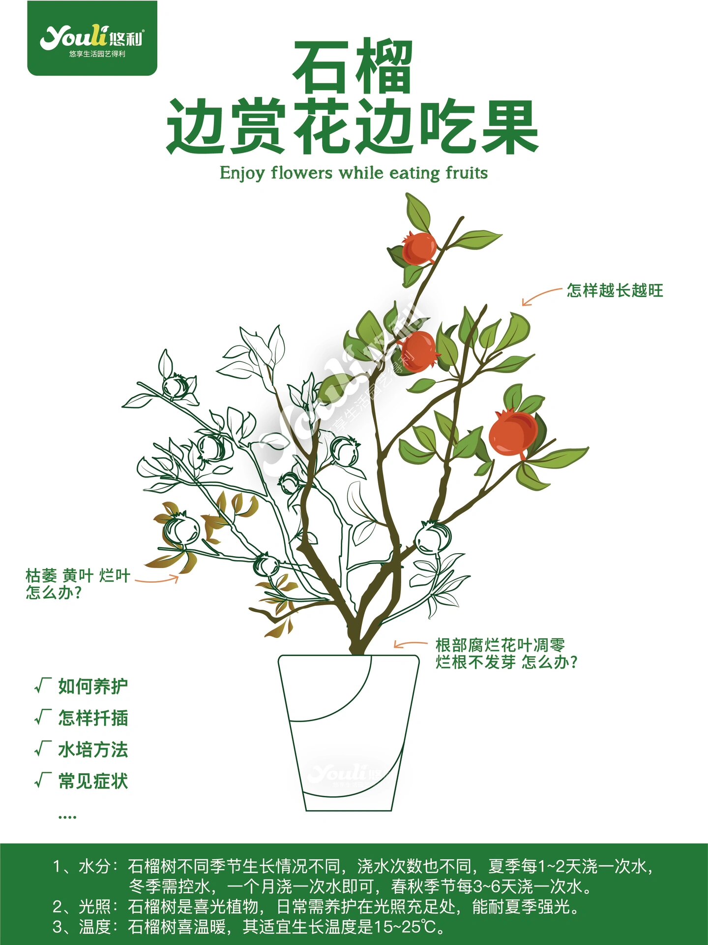 石榴花图片公母图片