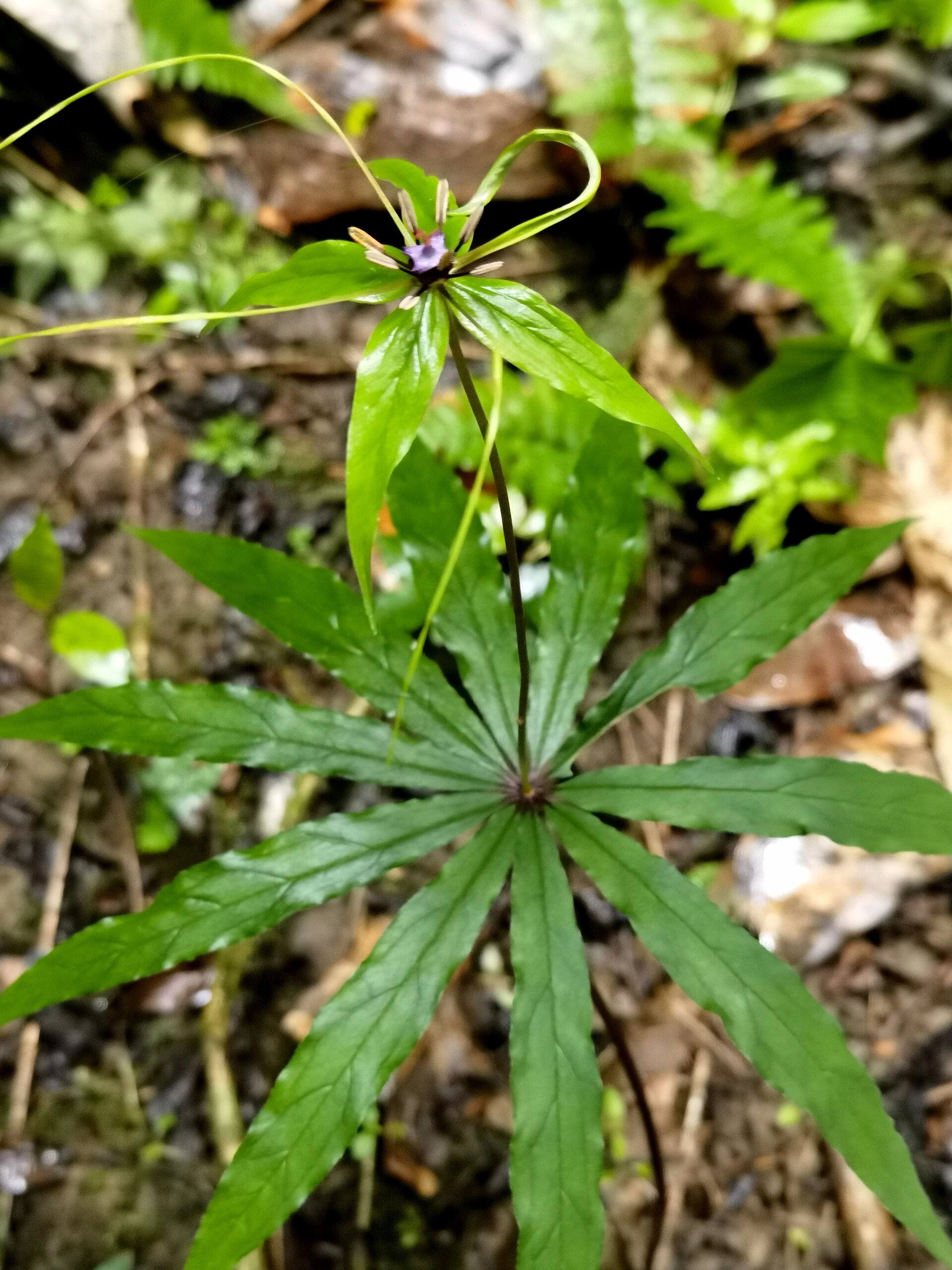 狭叶重楼|造型很自由,生就一副仙草姿态 藜芦科,重楼属,狭叶重楼 极小