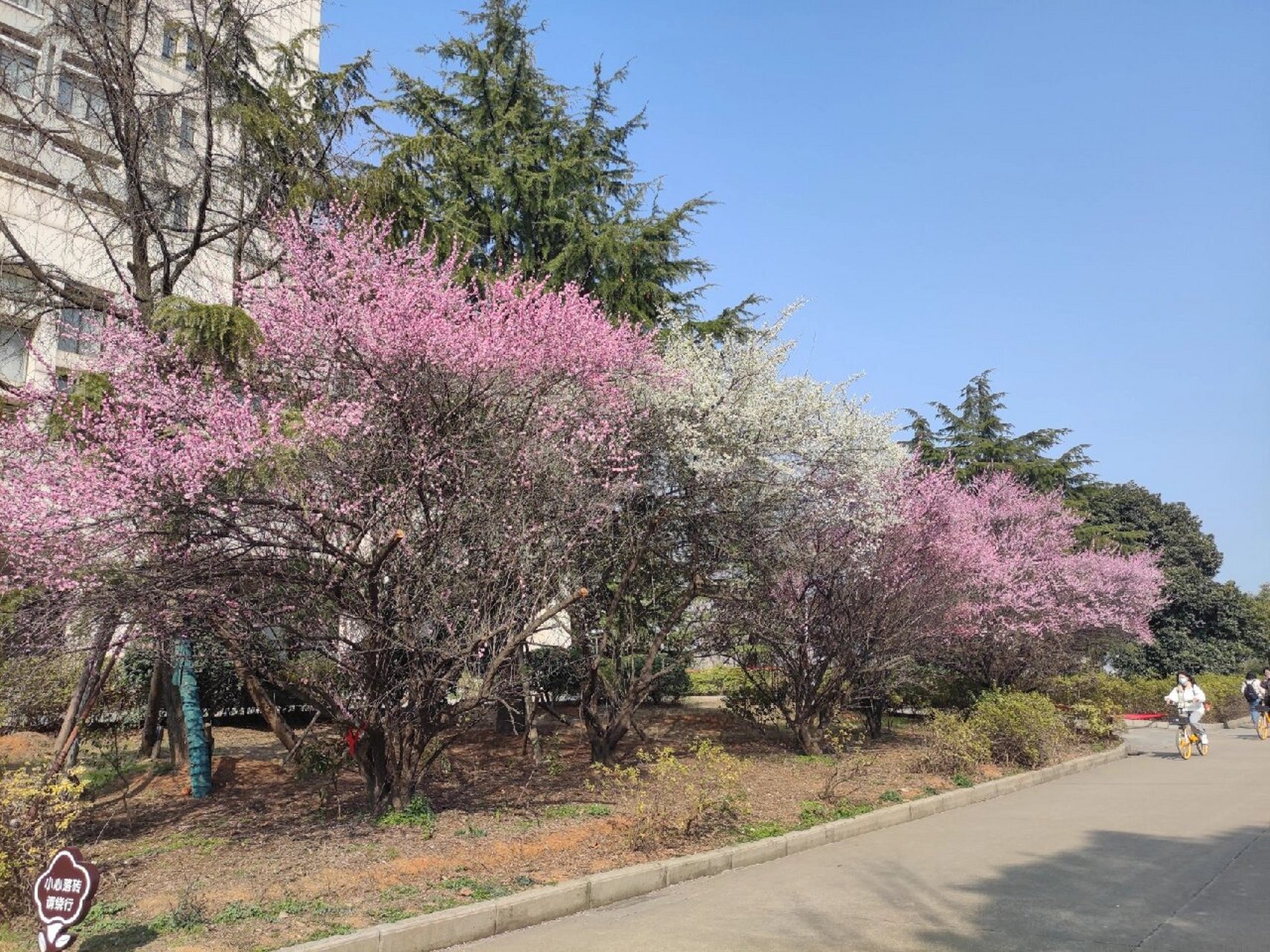 【校园美景】湖北中医药大学黄家湖校区7815          上次给大家