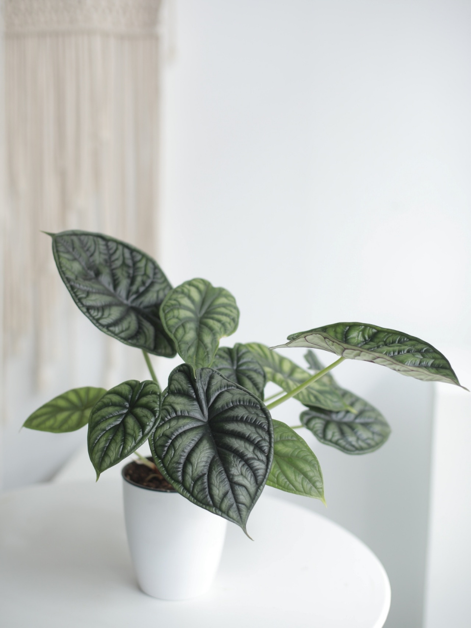 龙鳞海芋|高颜值ins网红绿植(附养护方法) 今日分享的是近两年风很大