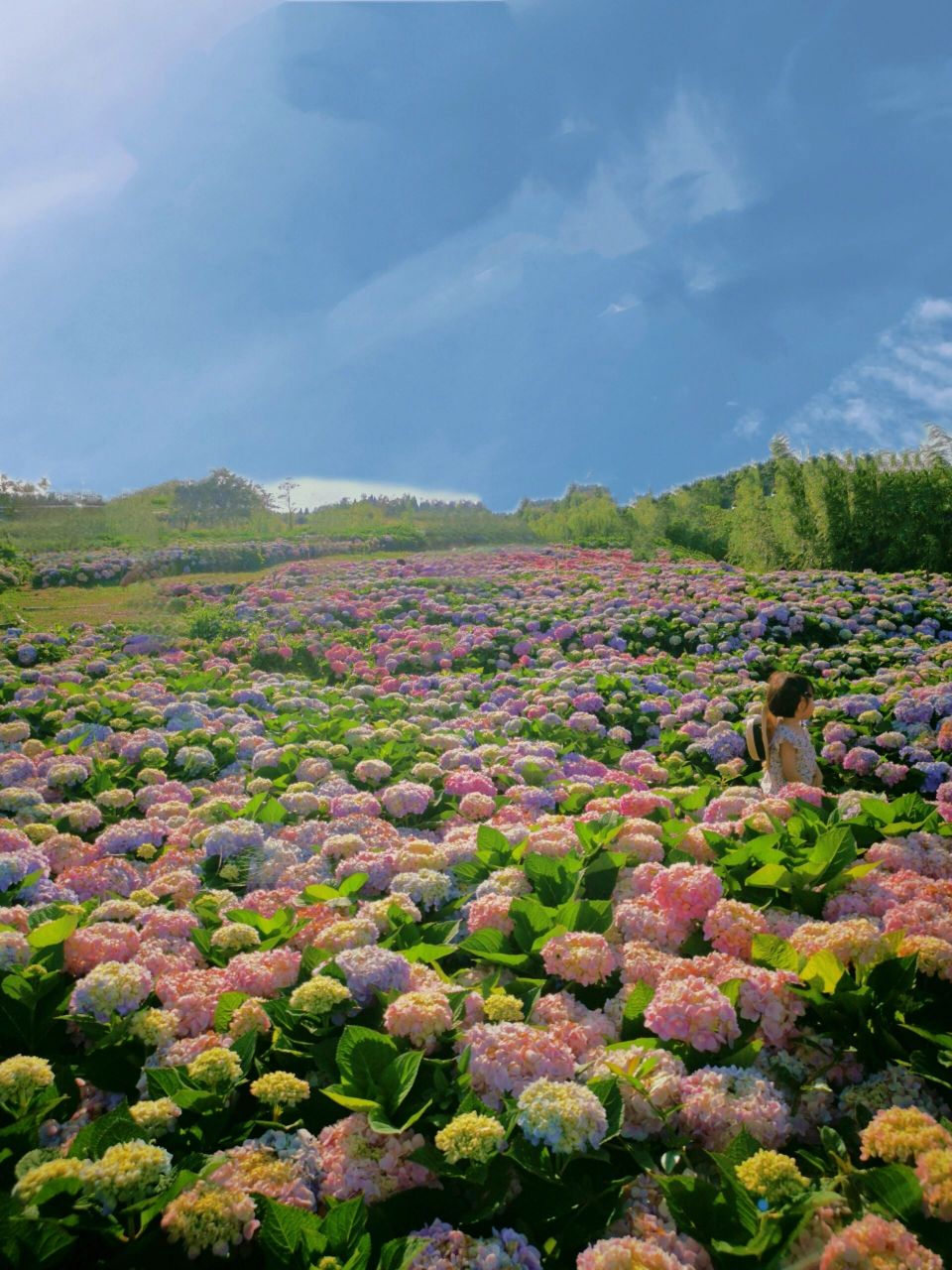 被滇池边的绣球花海浪漫到了95|昆明 哈喽,我是嘎嘎97,有时间就带
