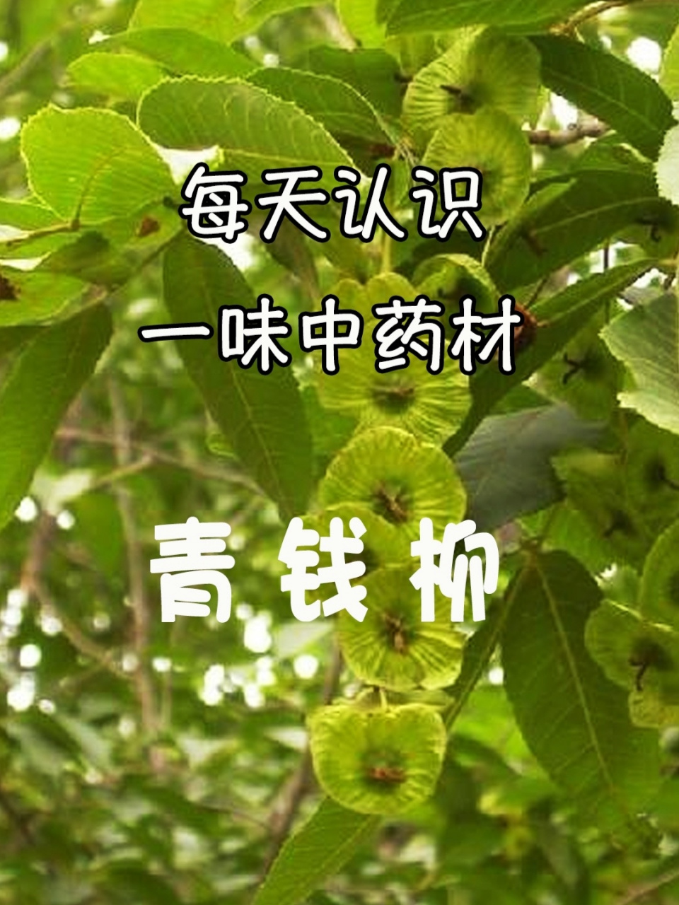 每天认识一味中药材02青钱柳 植物界的大熊猫～ 青钱柳是冰川四纪