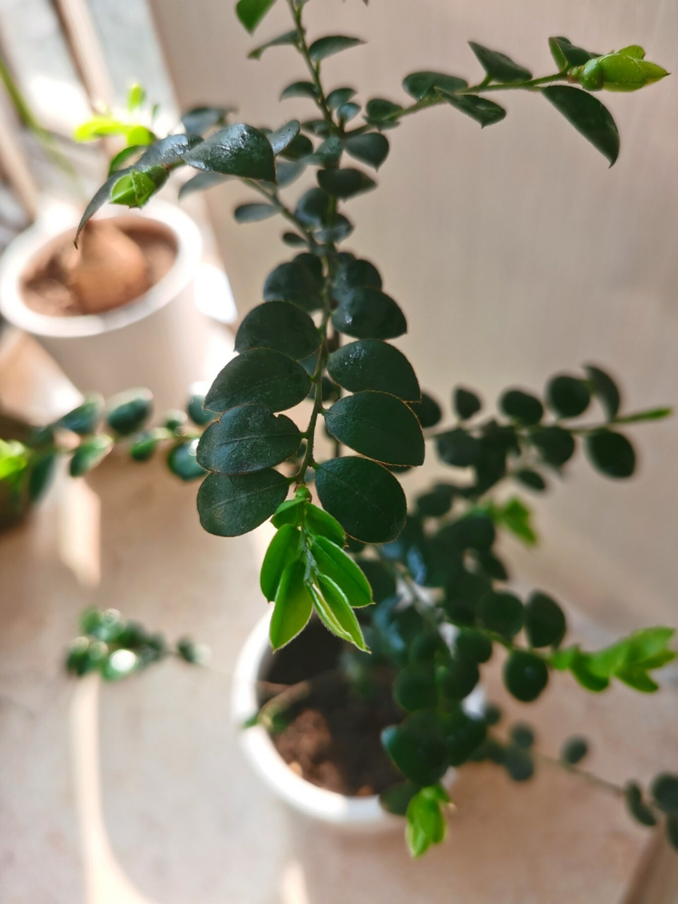 买了快两个月的小叶紫檀小苗 一直不见变化 最近终于长新叶了.