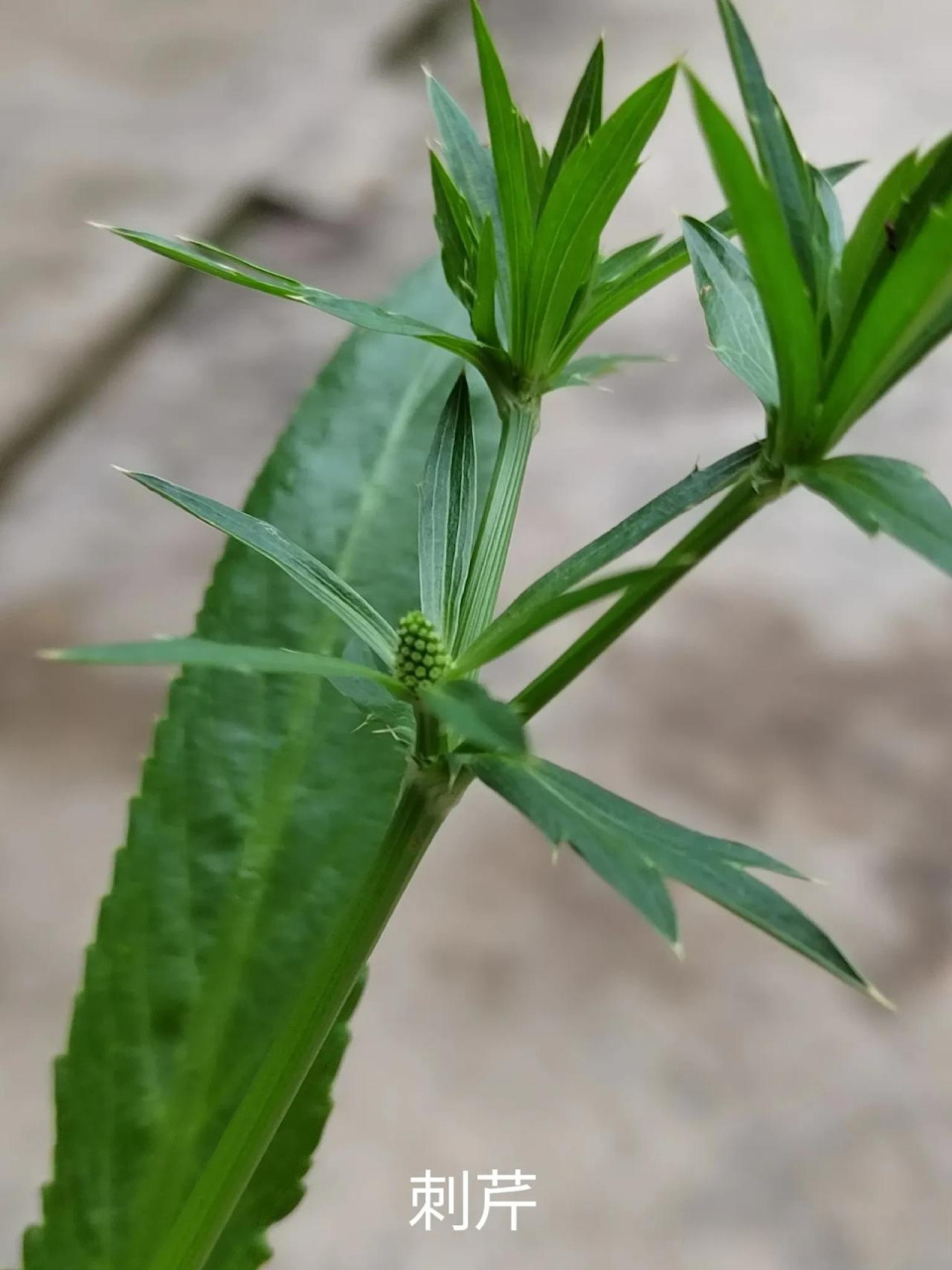 今天上午,找到了一种叫刺芹草药.它有散於消肿作用,而且可炒菜煲汤吃.
