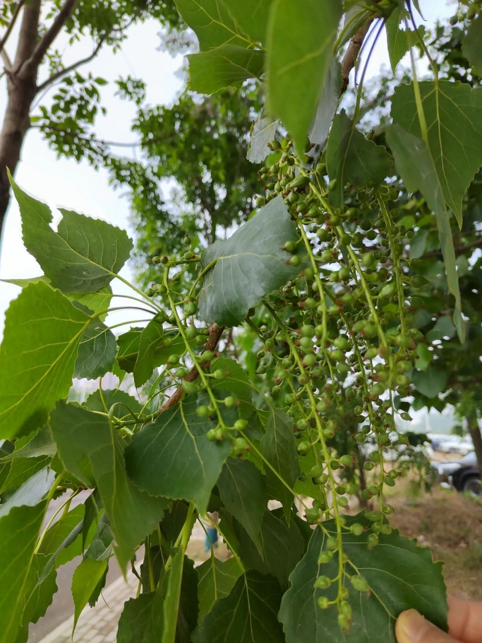 楊樹是雌雄異株的植物 楊樹是雌雄異株的植物,只有雌株在授粉發育結籽