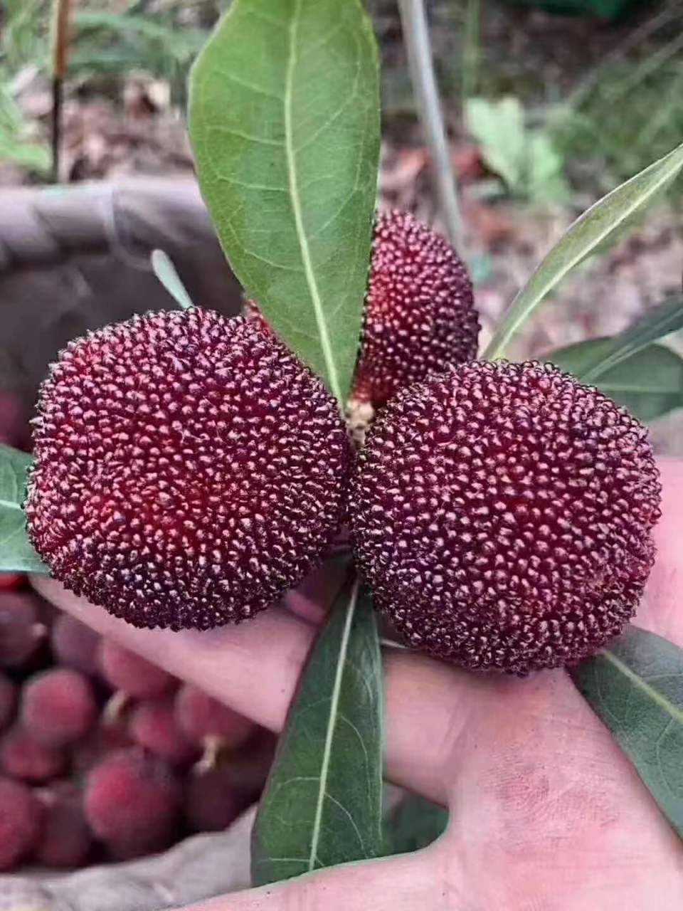 仙居杨梅的种类和成熟时间 普及下杨梅知识 仙居杨梅分两种,第一:荸荠