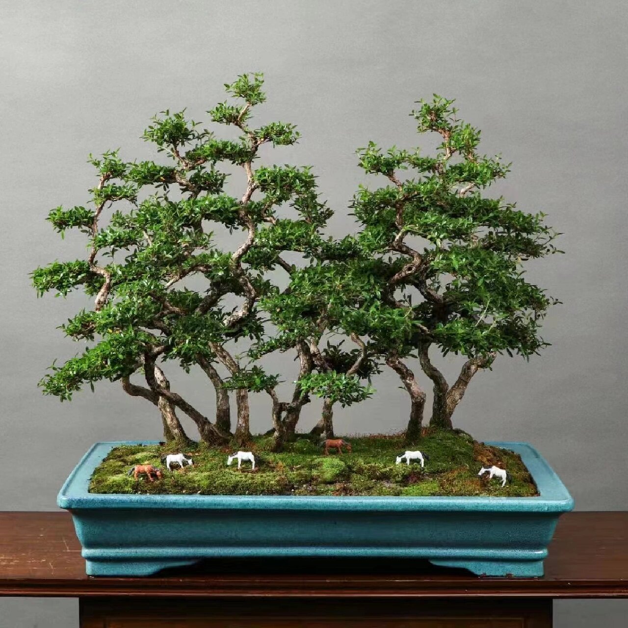 一本丛林收藏桩六月雪盆景.